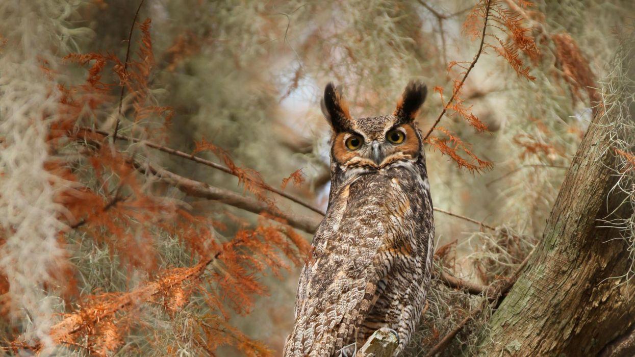 1245x700 Bird Great Horned Owl Owl Wildlife wallpaperx1080