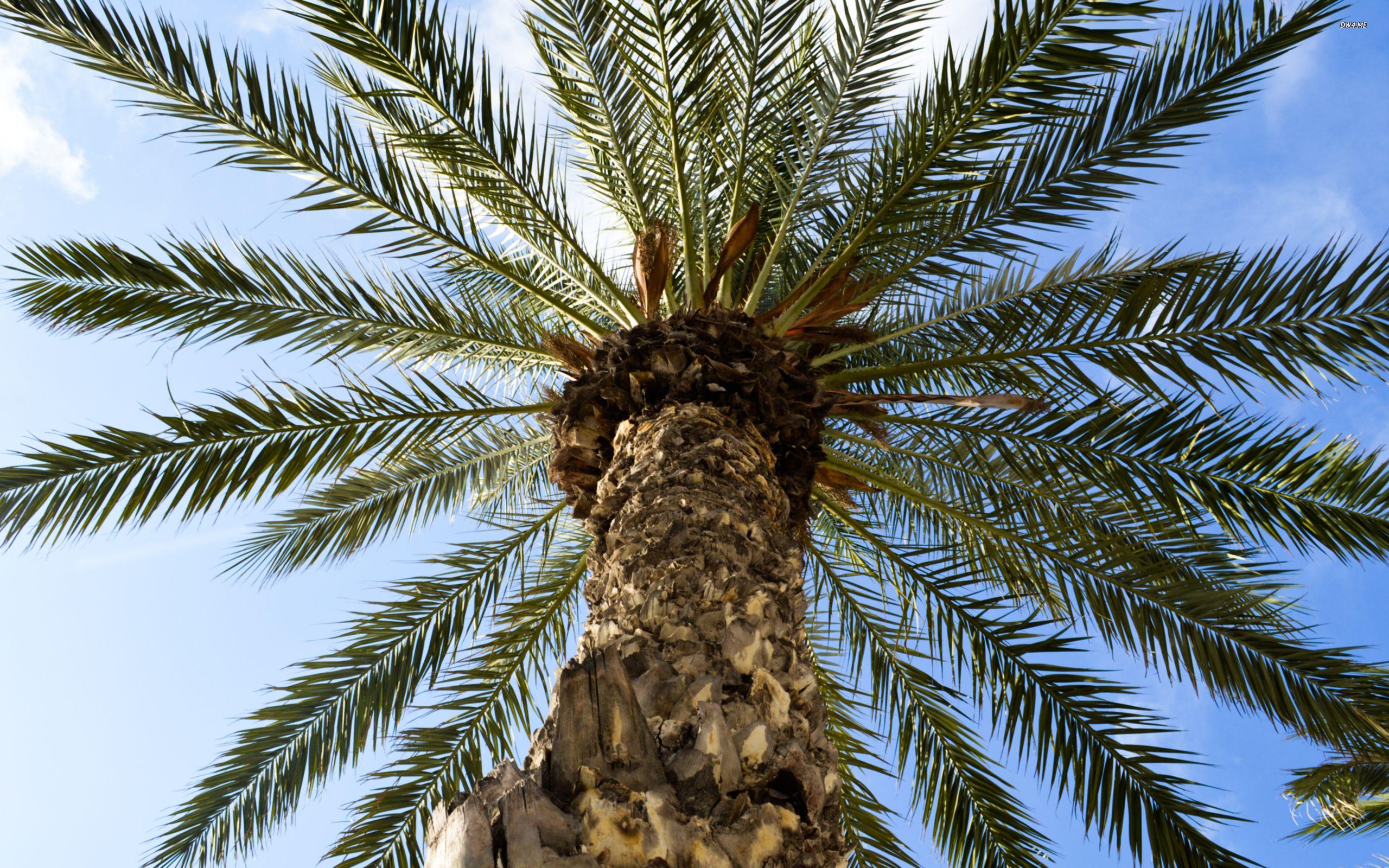 2560x1600 Palm tree seen from below wallpaper wallpaper