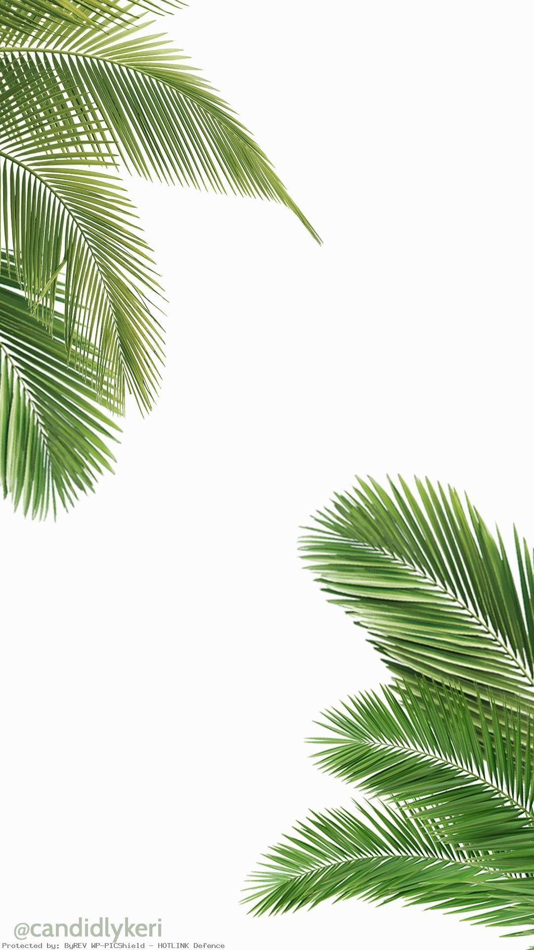 1080x1920 Palm Tree iPhone Wallpaper