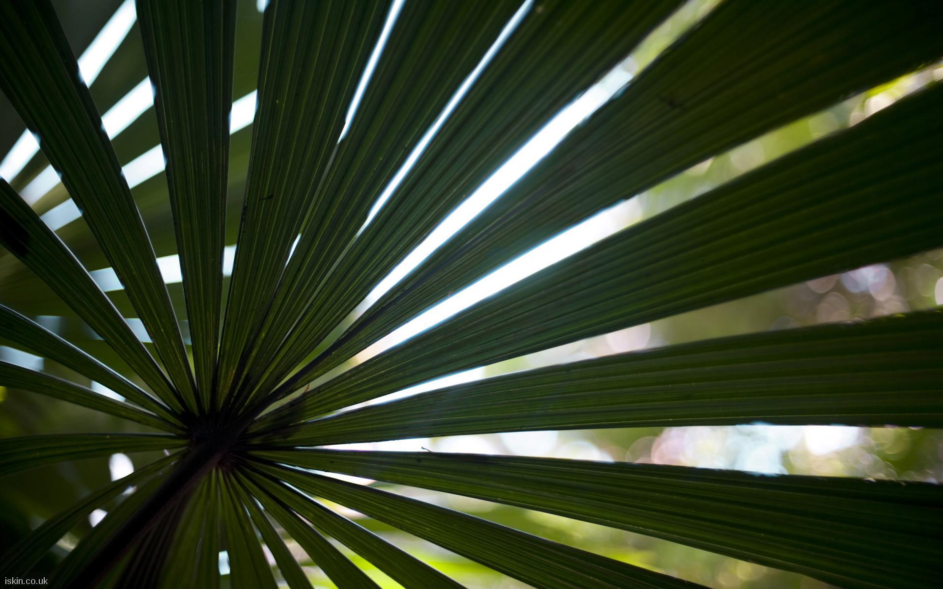 1920x1200 fan palm Desktop Wallpaper. iskin.co.uk
