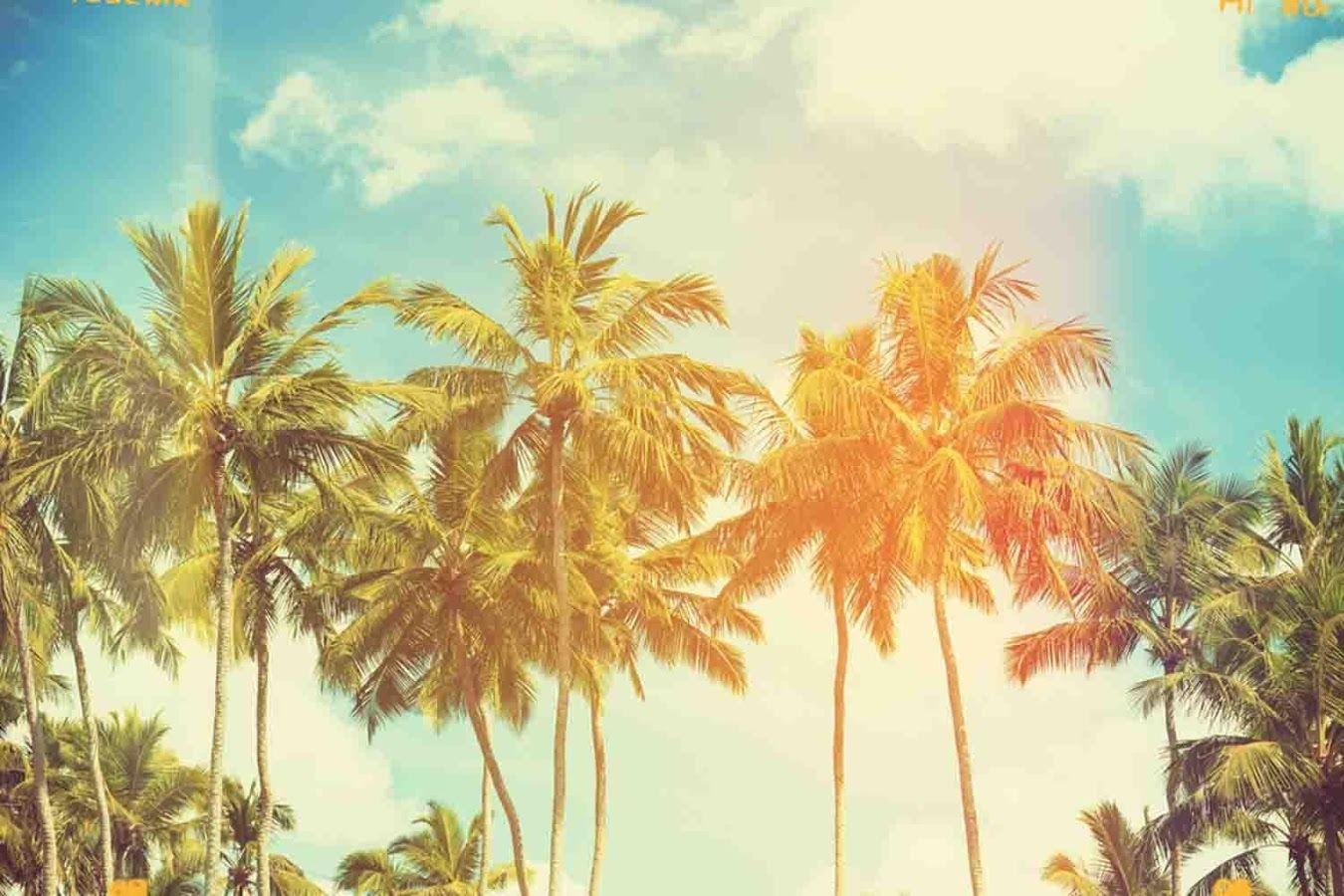 1350x900 Palm Tree Wallpaper 13 X 900