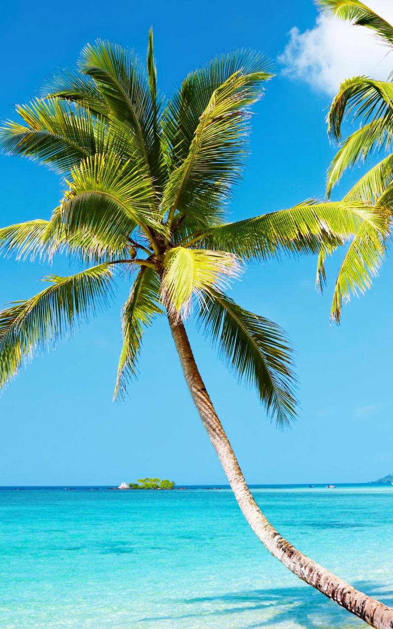 800x1280 Free download Tropical beach 4K Ultra HD wallpaper 4k WallpaperNet [1080x1920] for your Desktop, Mobile & Tablet. Explore Tropical Beach HD Wallpaper. Free Tropical Desktop Wallpaper, Tropical Beach