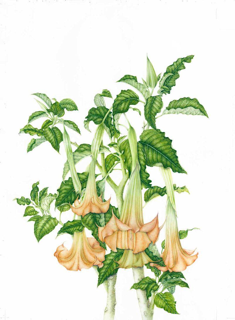 800x1089 Milly Acharya, Brugmansia suaveolens (Angel's Trumpet) 2015. Botanical drawings, Brugmansia, Angel trumpet plant