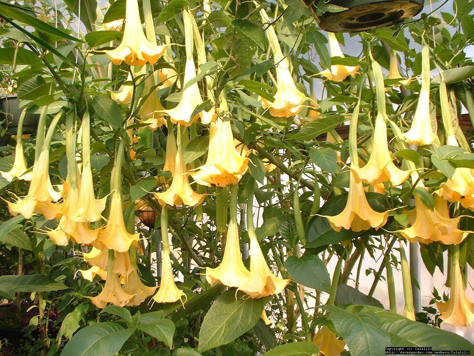 1600x1200 PlantFiles Picture: Brugmansia, Angel Trumpet, Angel's Trumpet 'Charles Grimaldi' (Brugmansia)