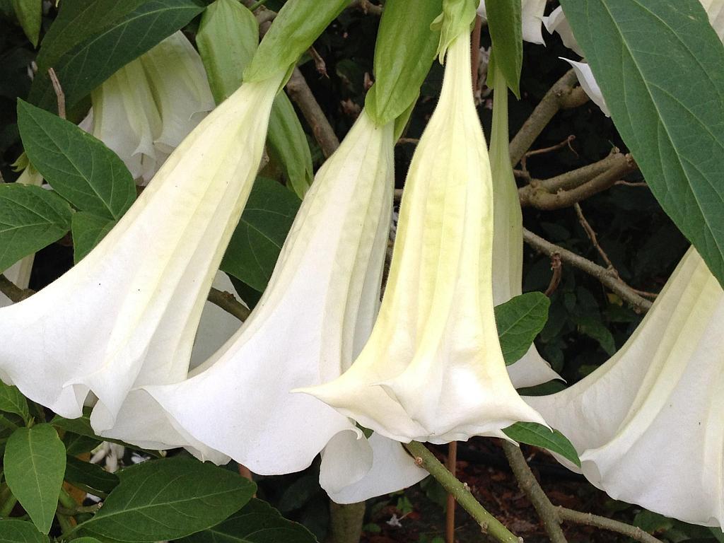 1024x768 Brugmansia GIANT WHITE Angels Trumpet Live Tropical Plant Large Fragrant Pure White Flowers Starter Size 4 Inch Emerald TM : Emerald Goddess Gardens