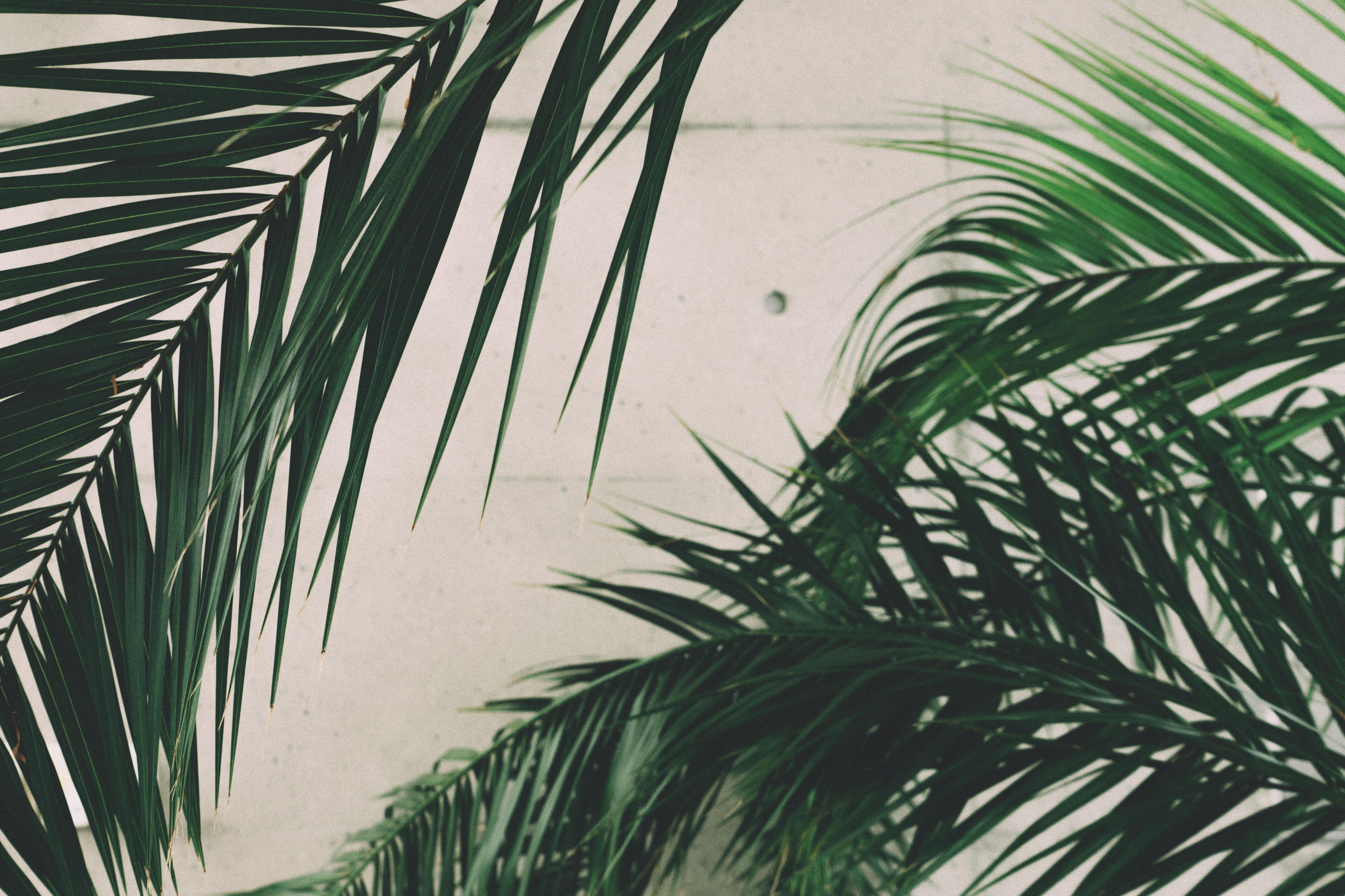 5905x3937 Engaging Palm Leaves Photo