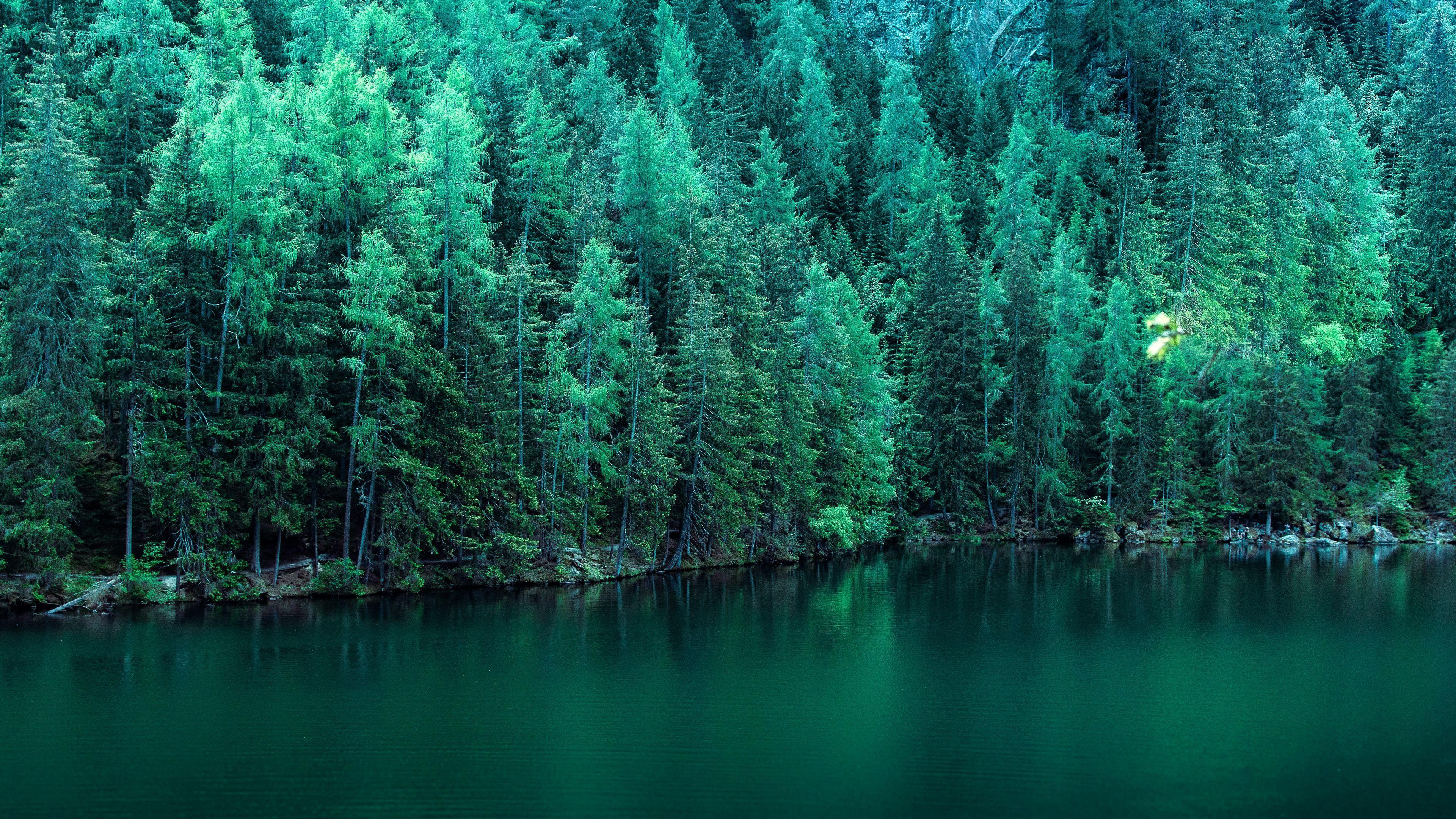 3840x2160 Pine Trees Along Lake 4k Trees Wallpaper, Nature Wallpaper, Lake Wallpaper, Hd Wallpaper, 5k Wallpaper, 4k Wall. Tree Wallpaper, Photo Tree, Nature Wallpaper