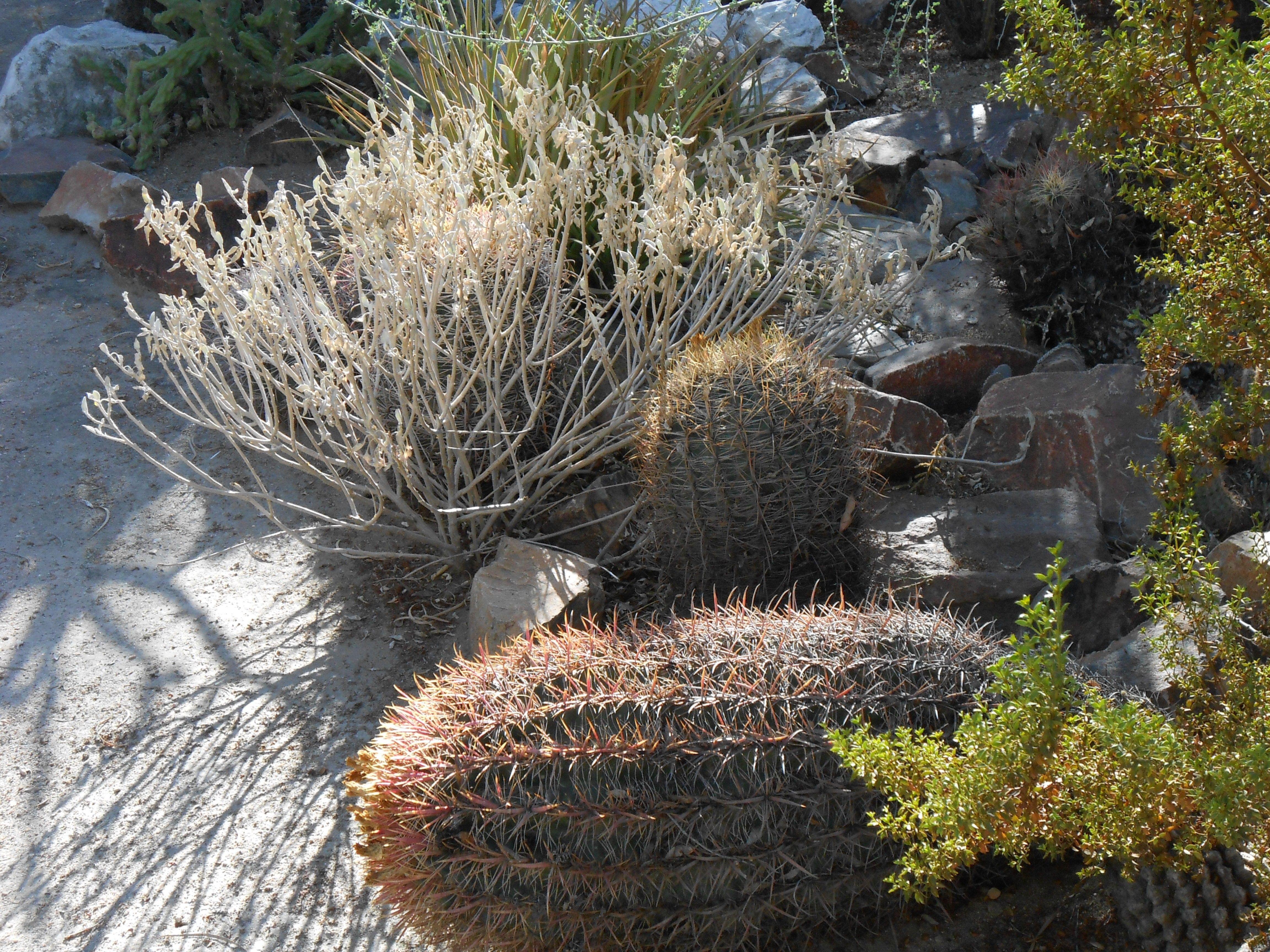 4608x3456 Deserts: Garden Springs Botanical California Palm Beautiful Nature