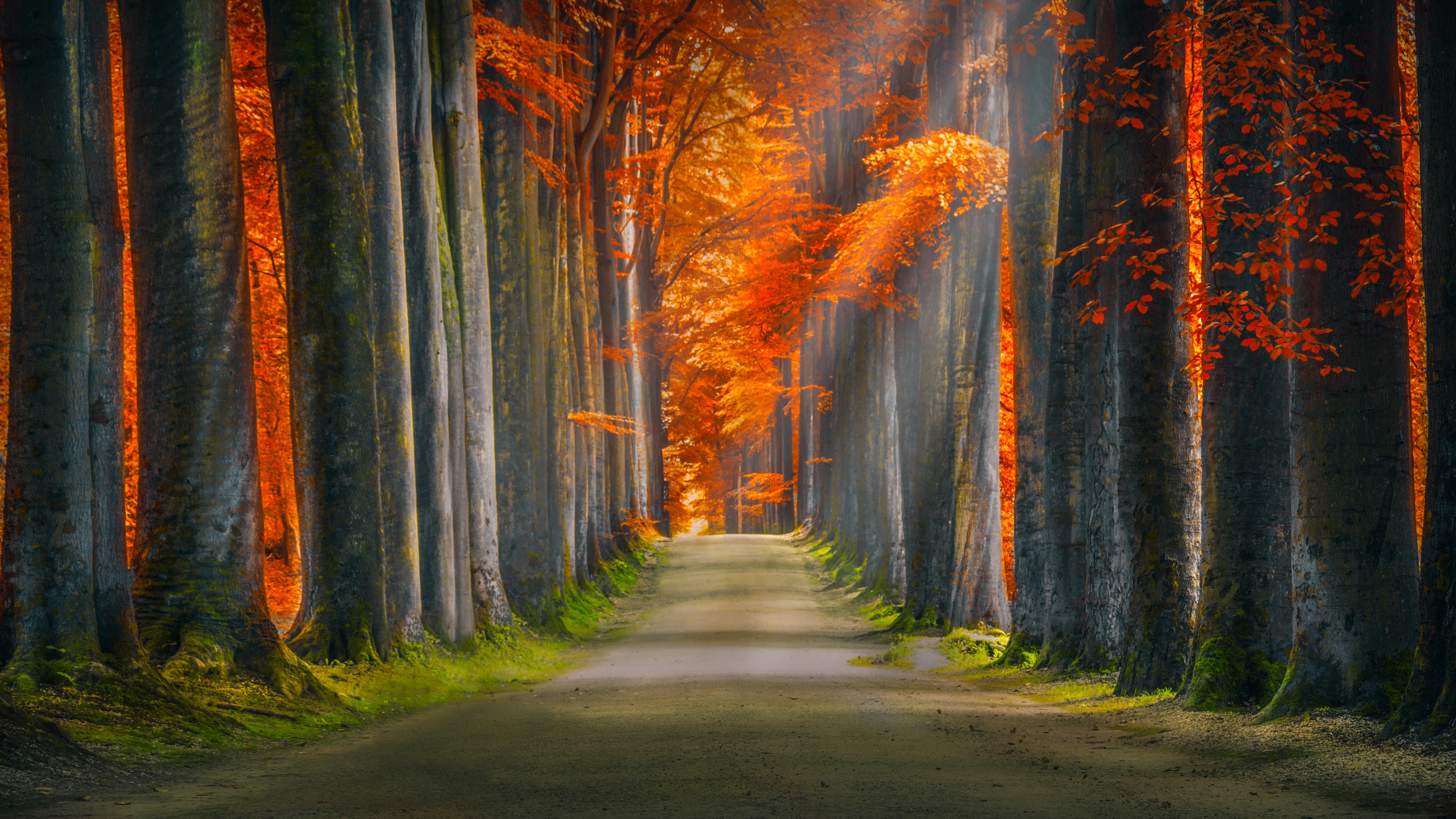 6228x3504 5k wallpaper download, tree, nature, natural landscape, leaf, natural environment