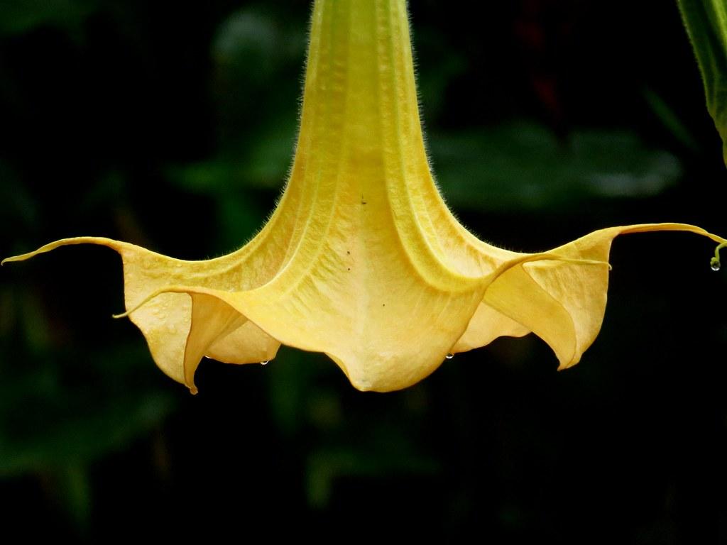 1024x768 Perfect symmetry's trumpet flower Brugmansia genu