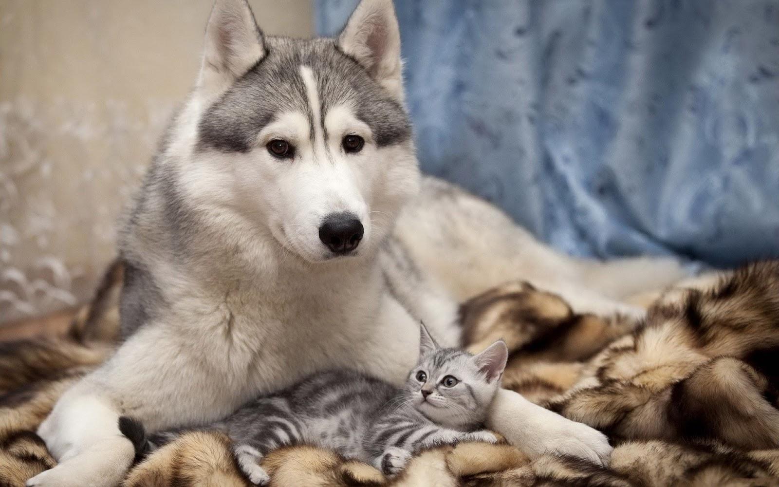 1600x1000 Beautiful Wallpaper: Beautiful Wolf Wallpaper