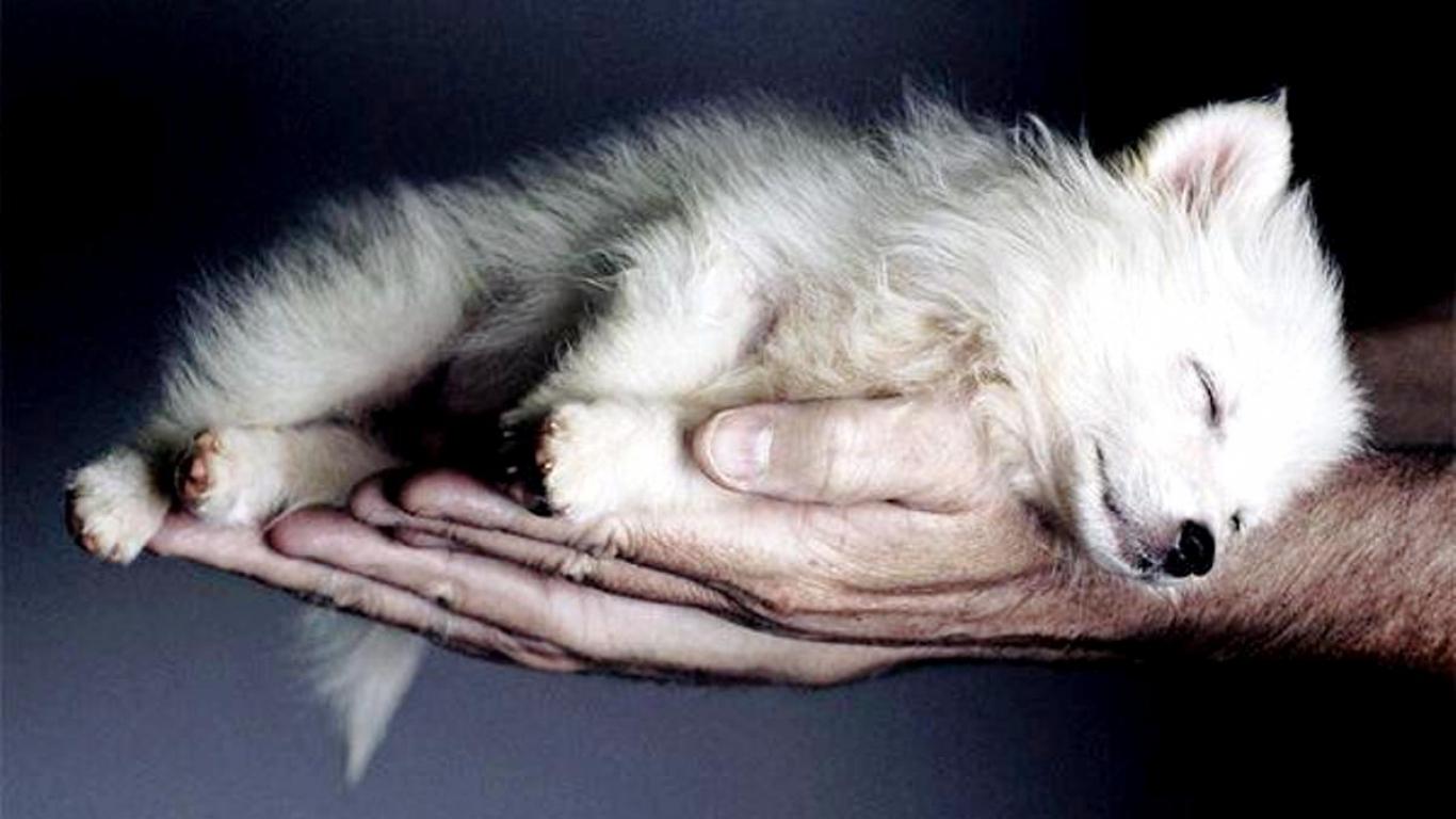 1366x768 Awesome Baby Wolf Wallpaper Wolf Pup