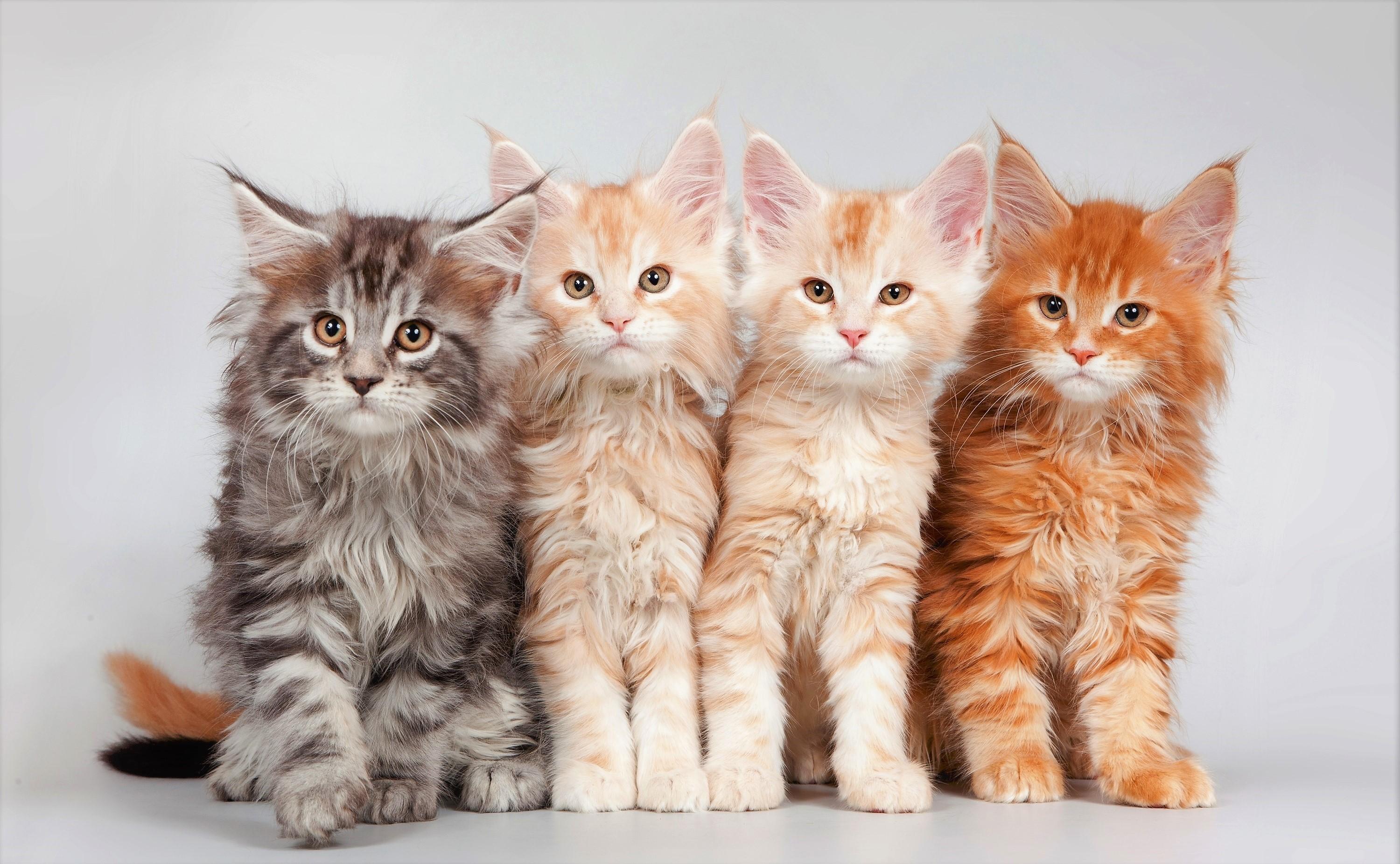3000x1852 Maine Coon Kittens HD Wallpaper