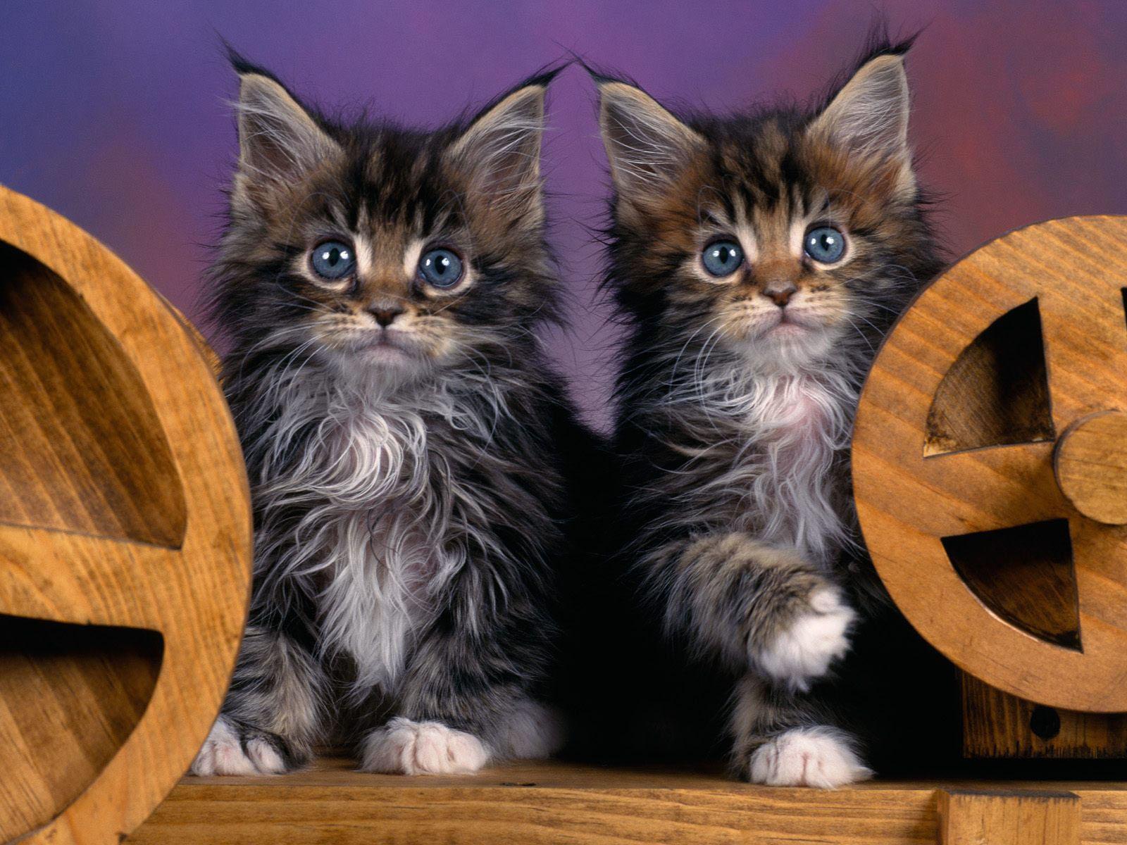 1600x1200 Maine Coon Kitten Image