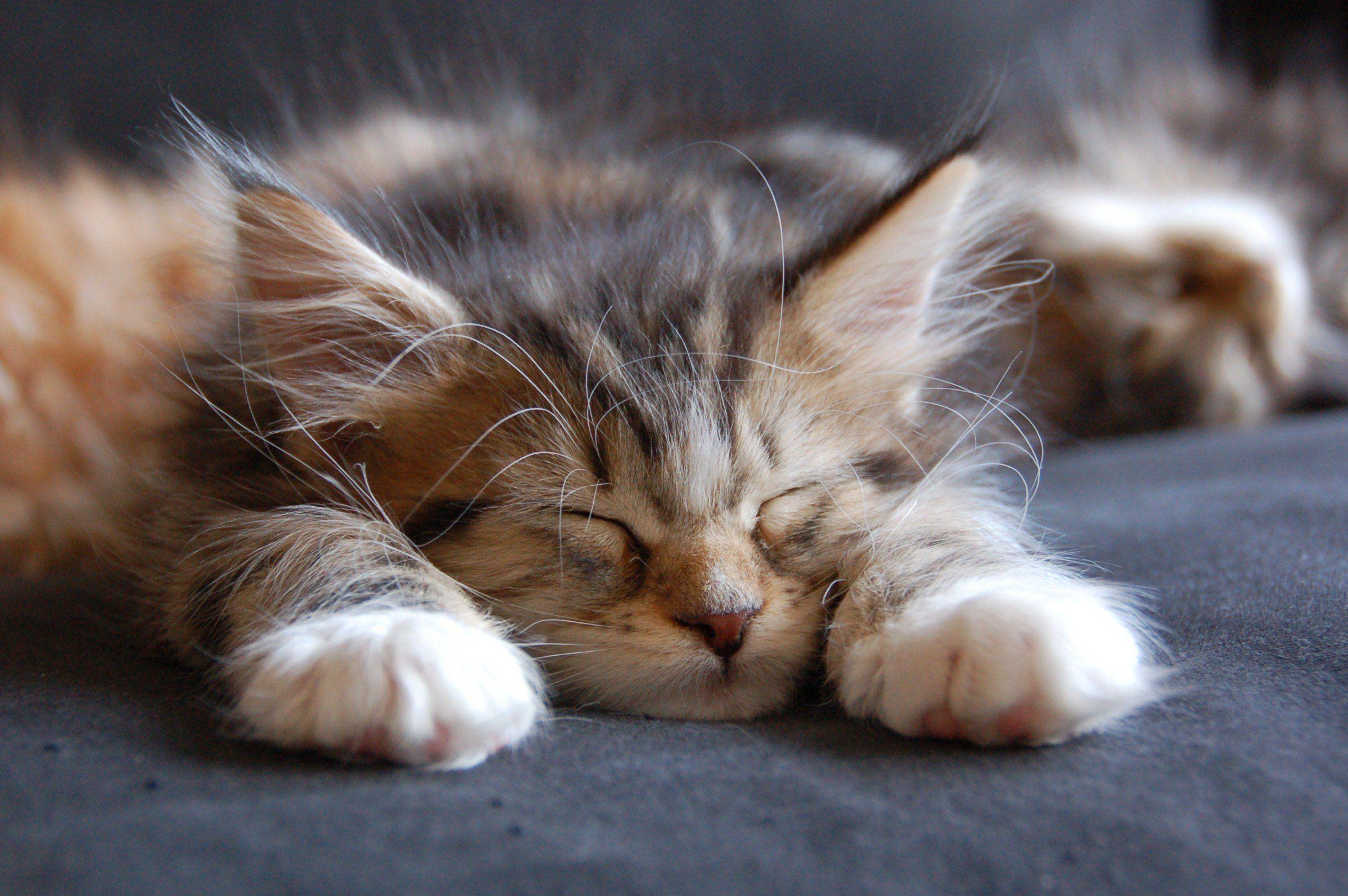 2388x1588 A Feline Point Of View