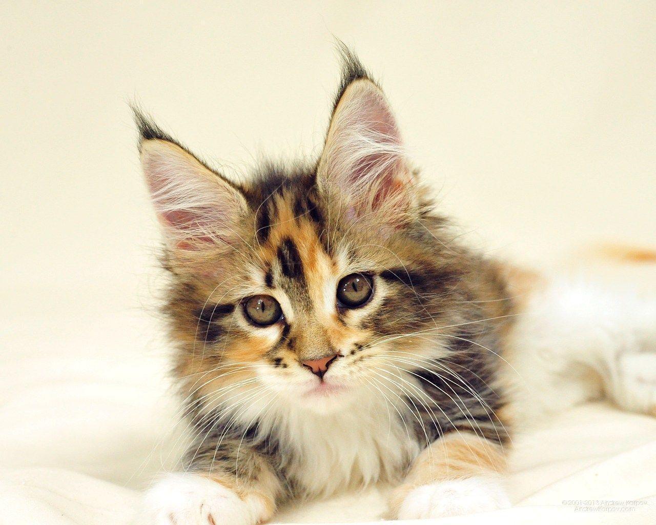 1280x1024 Maine Coon Wallpaper