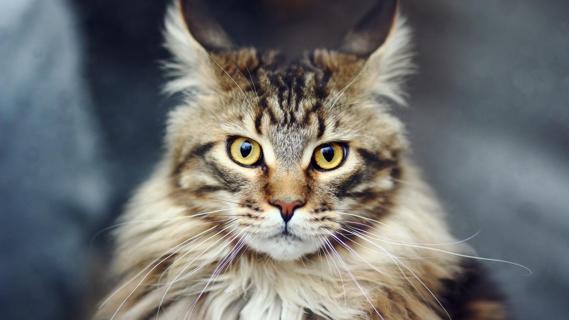 1920x1080 Maine Coon Cat Wallpaper