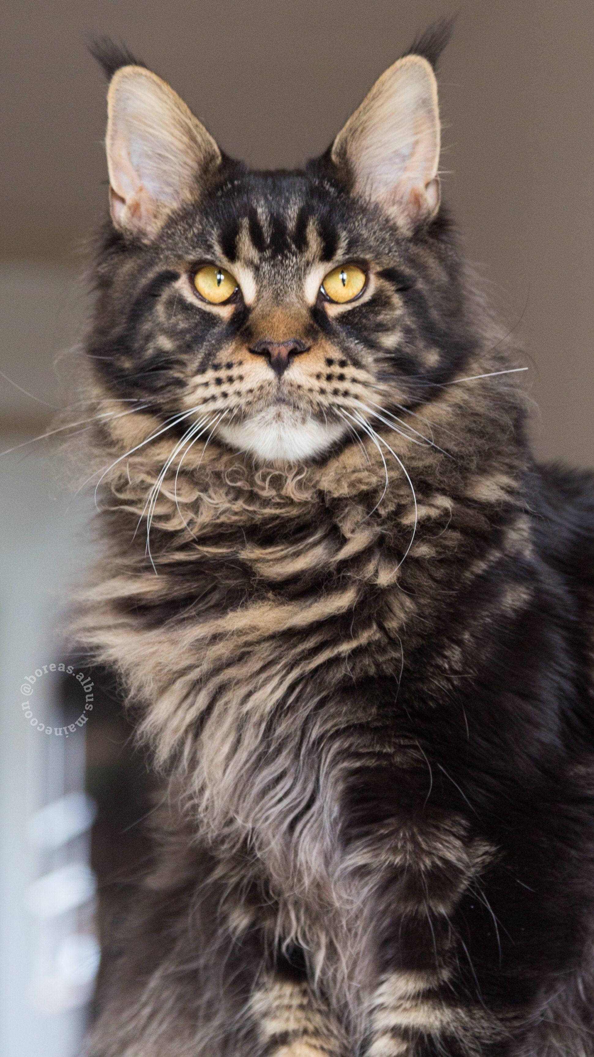 1941x3452 Maine Coon Kitten 8 Months Brown Tabby Blotched Coon Wallpaper Phone