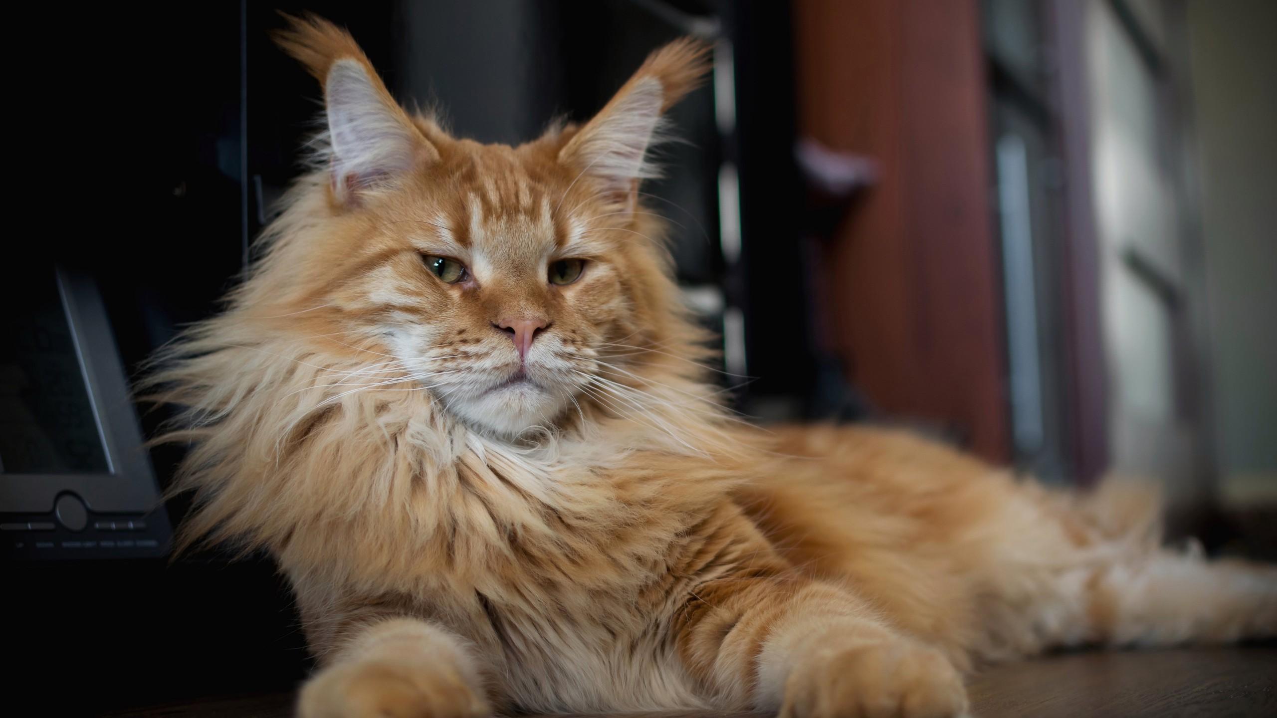 2560x1440 Brown Maine Coon Cat Is Lying Down On Floor 4K 5K HD Cat Wallpaper