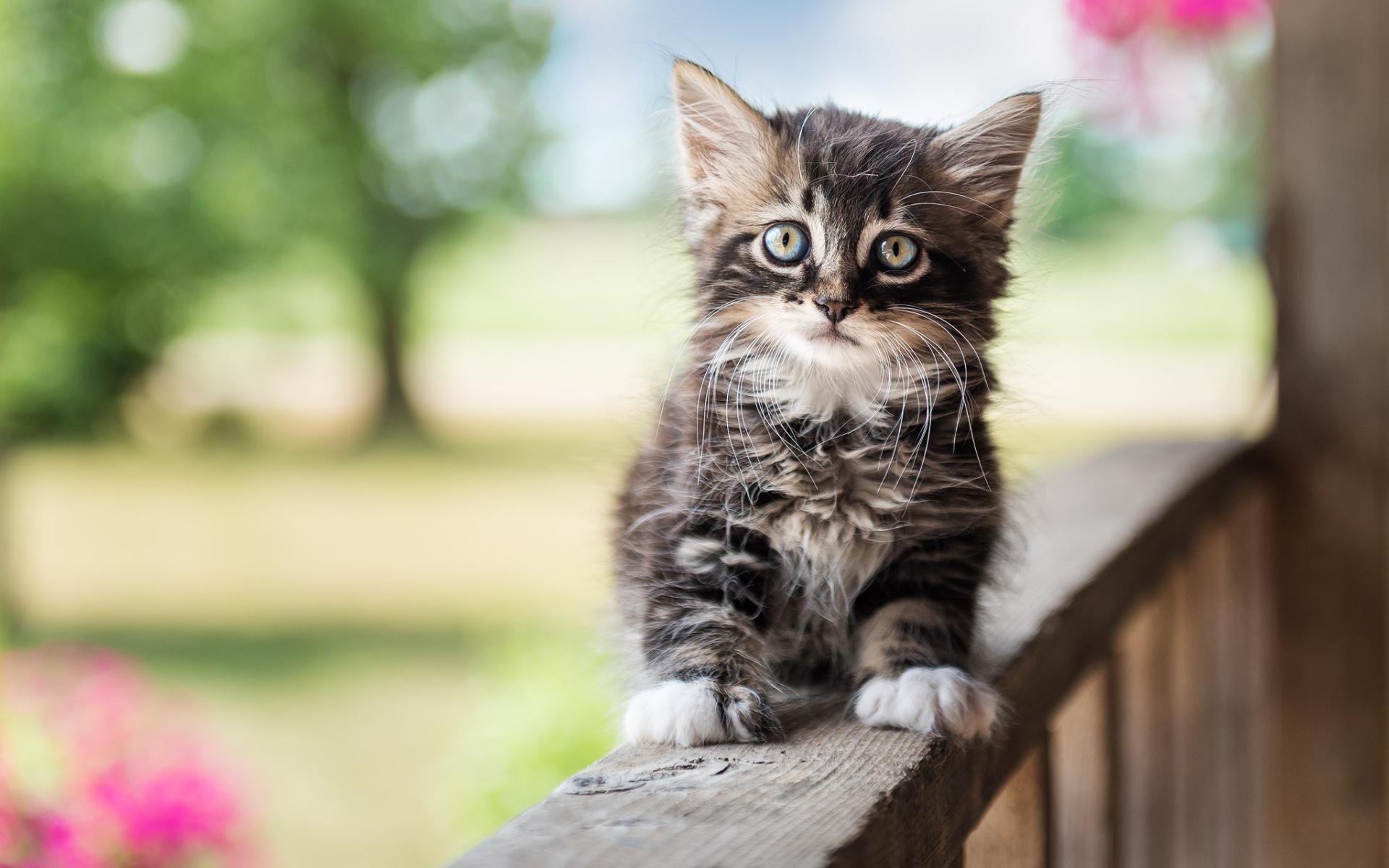1920x1200 Download Wallpaper Maine Coon, Kitten, Gray Cat, Close Up, Fluffy Cat, Cute Animals, Gray Maine Coon, Pets, Cats, Domestic Cats, Maine Coon Cat For Desktop With Resolution 1920x1200. High Quality HD Picture Wallpaper