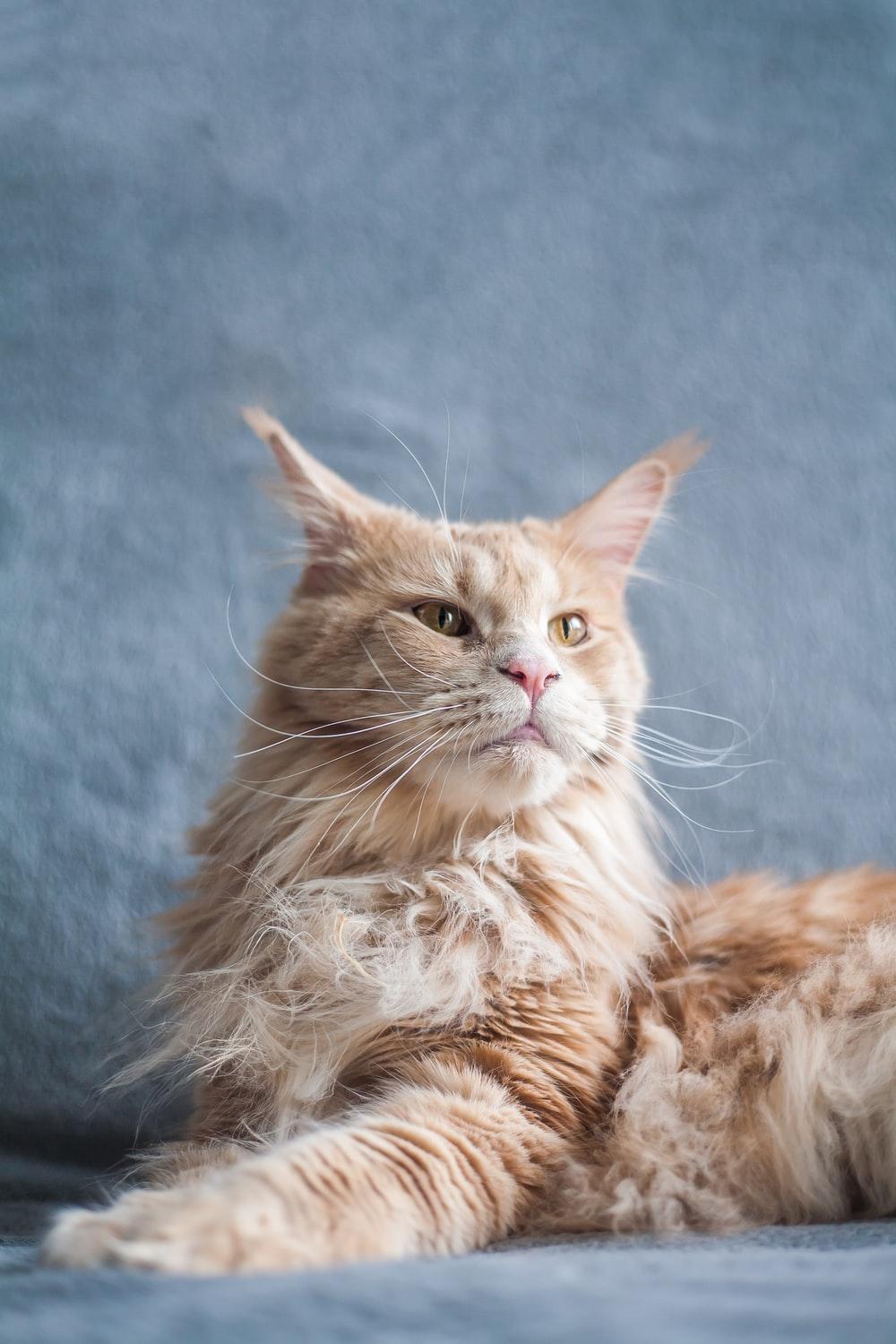1000x1500 Maine Coon Cat Picture. Download Free Image