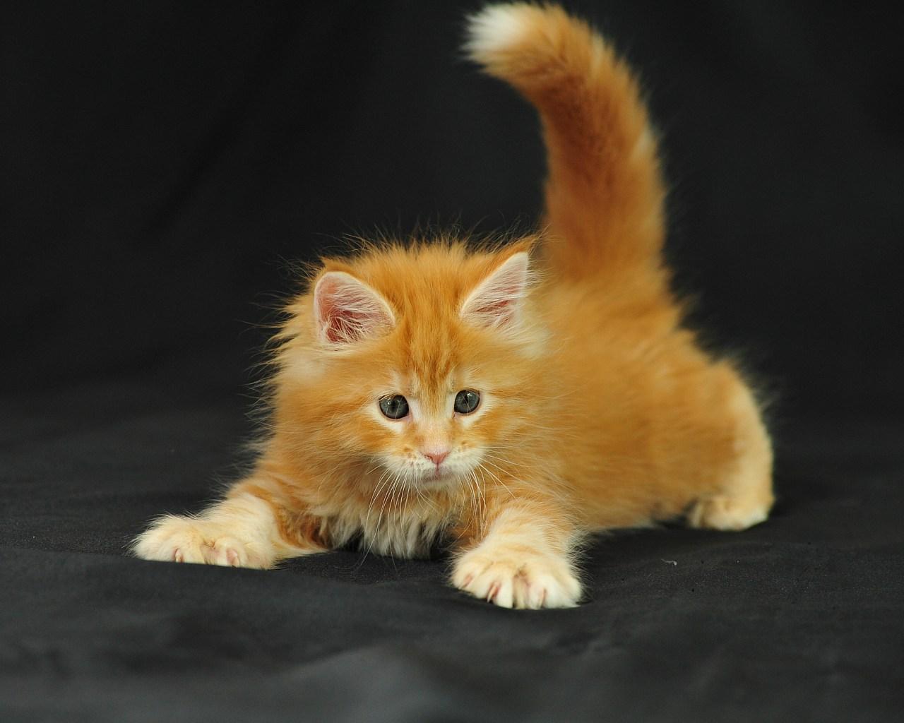 1280x1024 Maine Coon Cat Interesting Facts, Size, HD Image And History