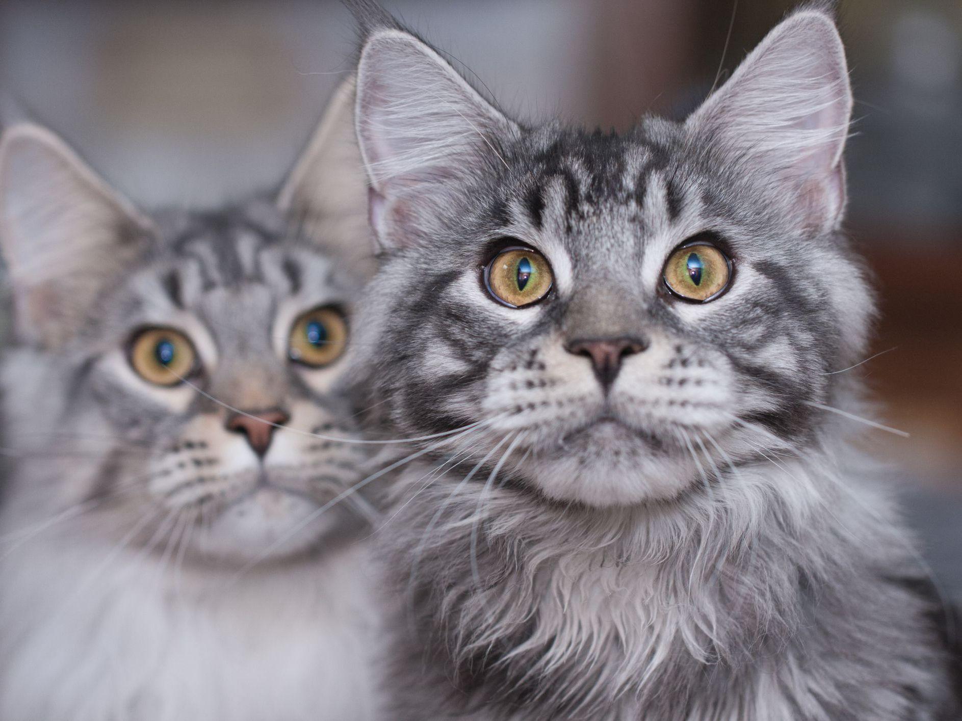 1887x1415 Cute Maine Coon Cats and Kittens
