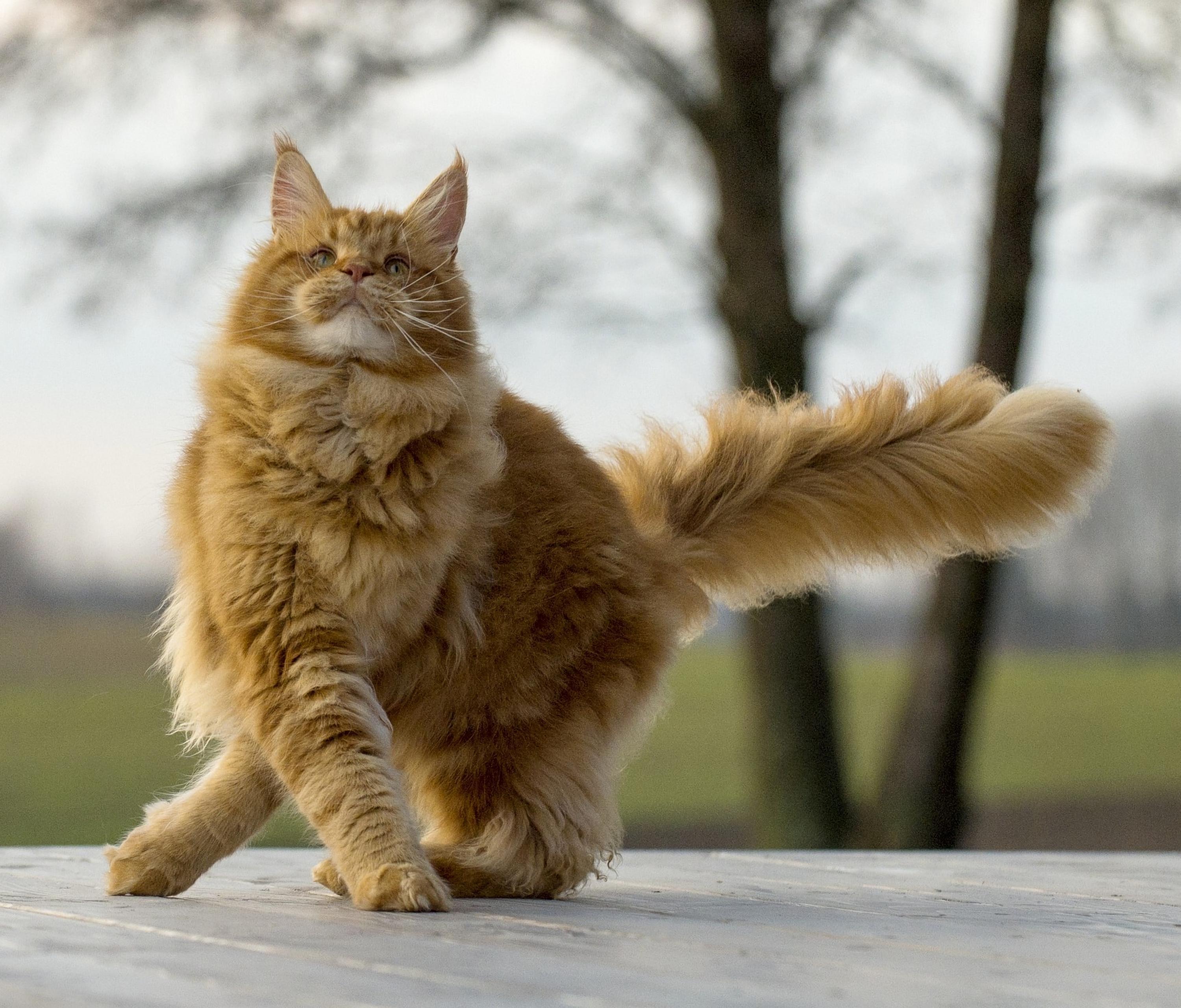 3000x2560 Maine Coon, Cat, Fluffy, Cool Coon Wallpaper HD HD Wallpaper