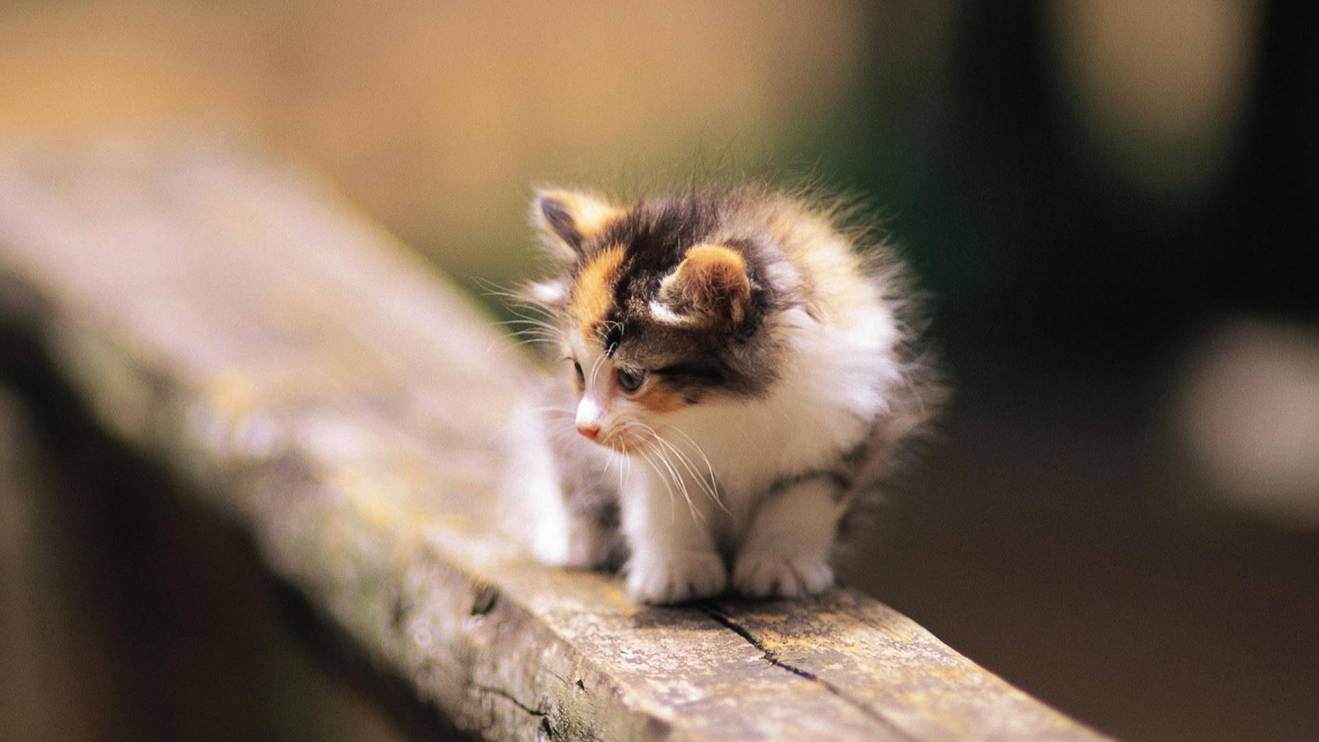 1920x1080 Maine Coon (Kitten, Sitting, Look) HD Cat Wallpaper