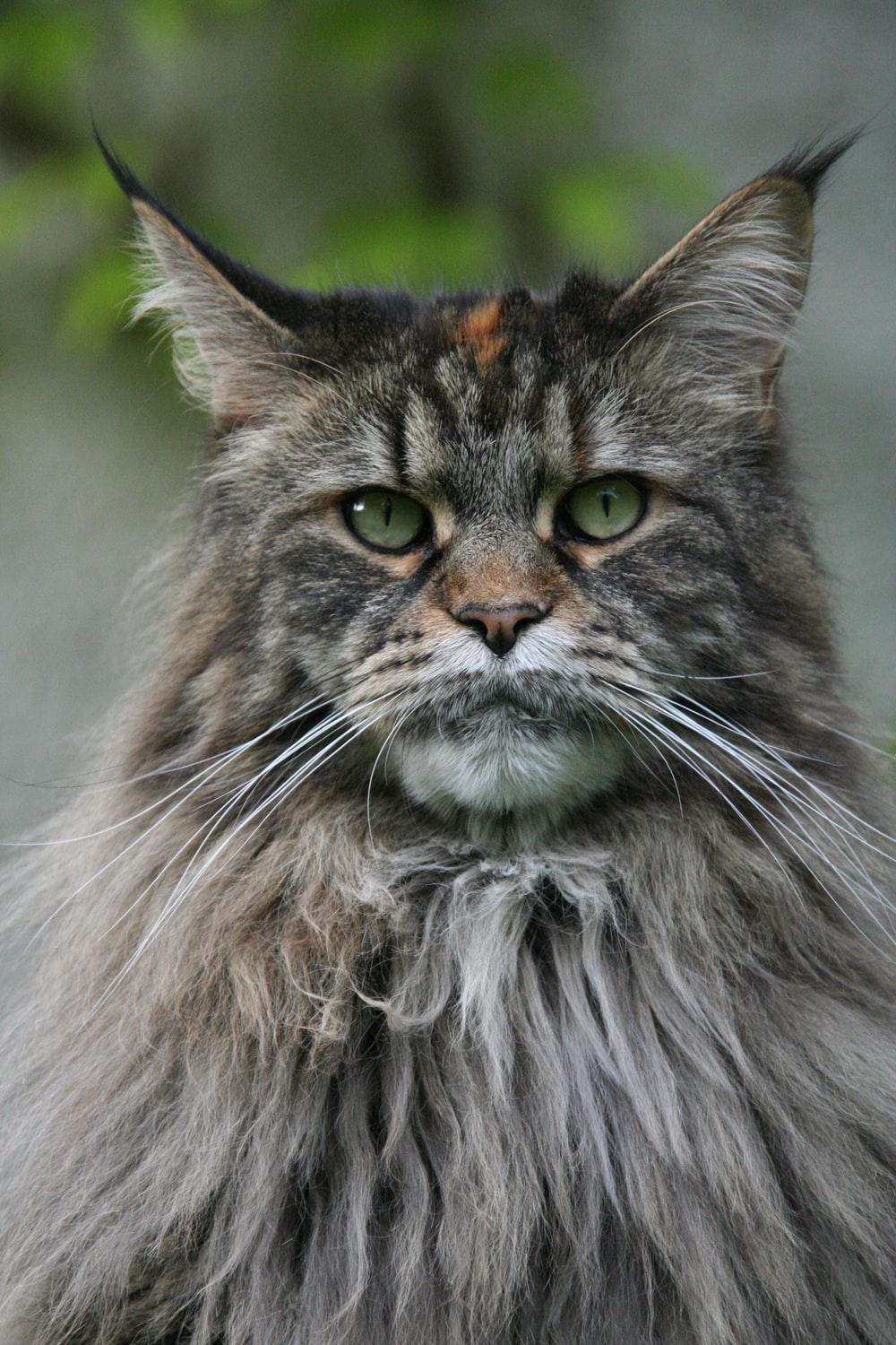 1000x1500 Maine Coon Cat Picture. Download Free Image