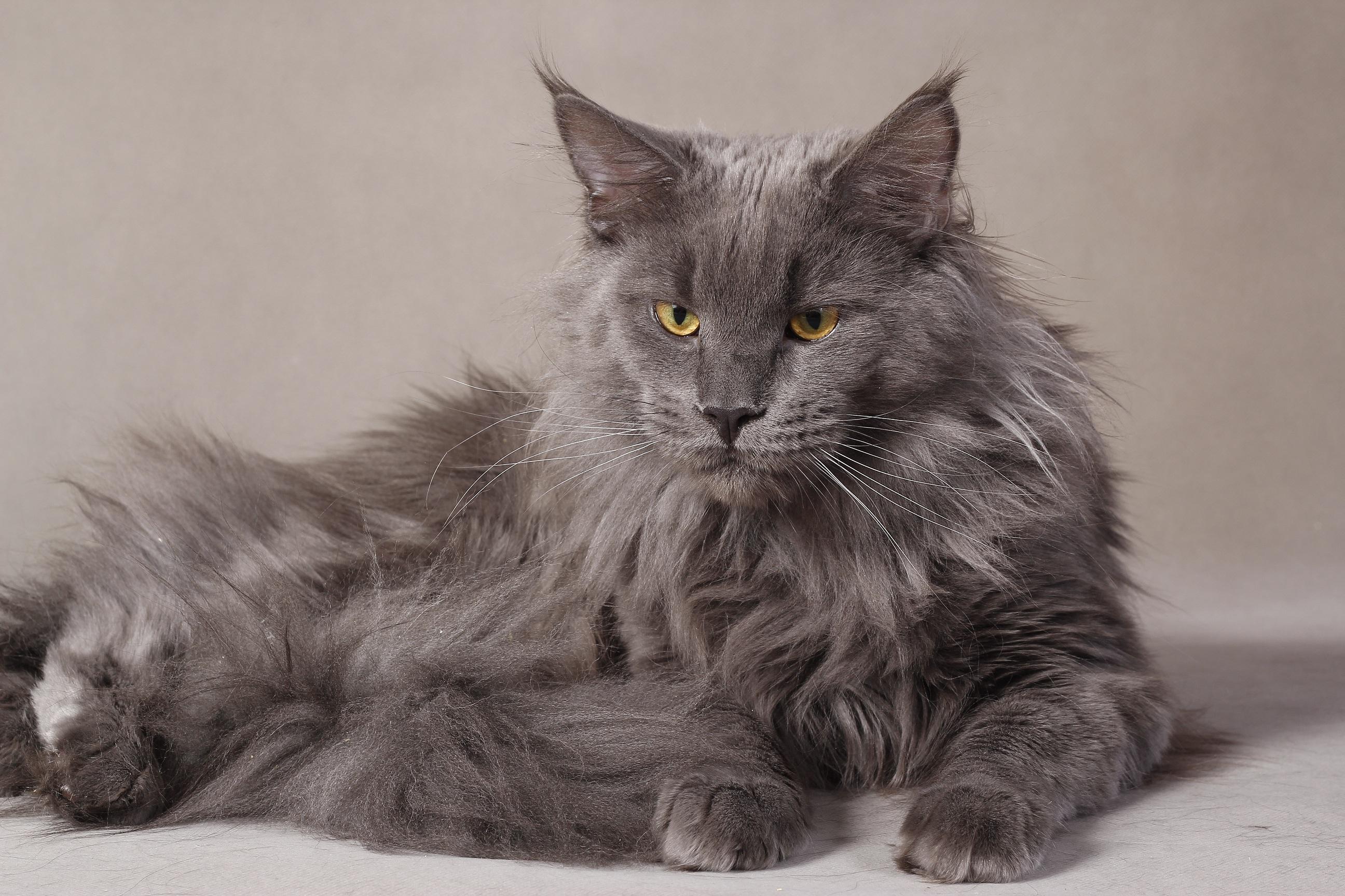 2592x1728 Gray Maine Coon Cat