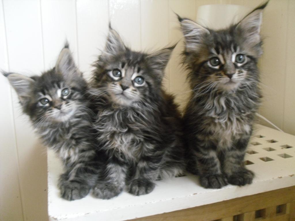 1024x768 Maine Coon cat wallpaperx768