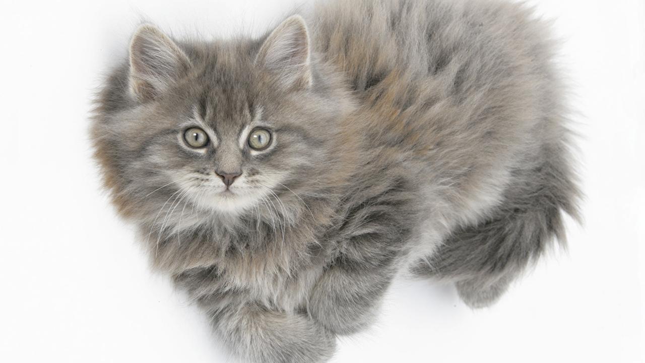 1280x720 Gray Maine Coon Kitten