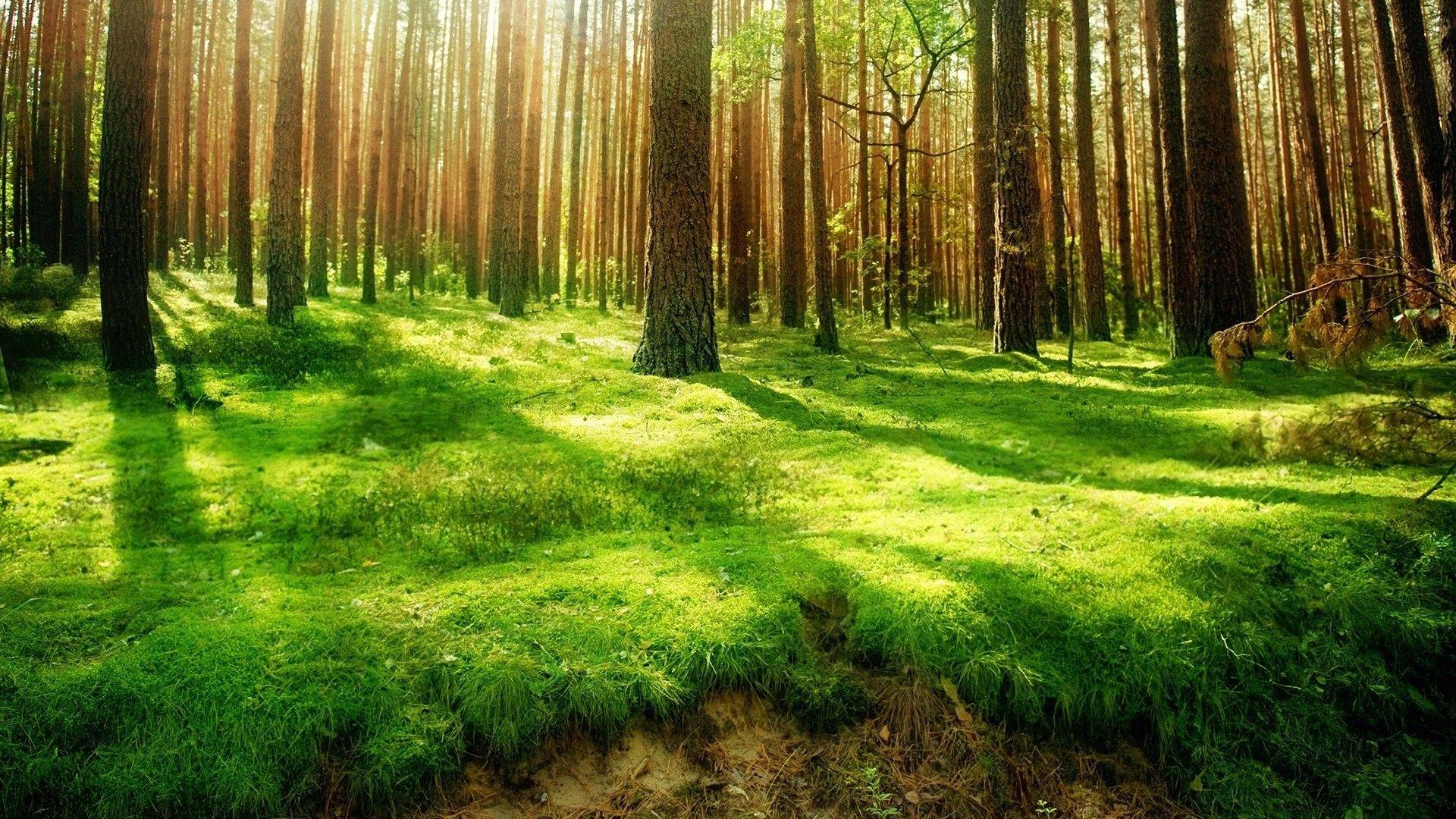 Wallpaper of a beautiful forest landscape Generative ai Stock Illustration   Adobe Stock