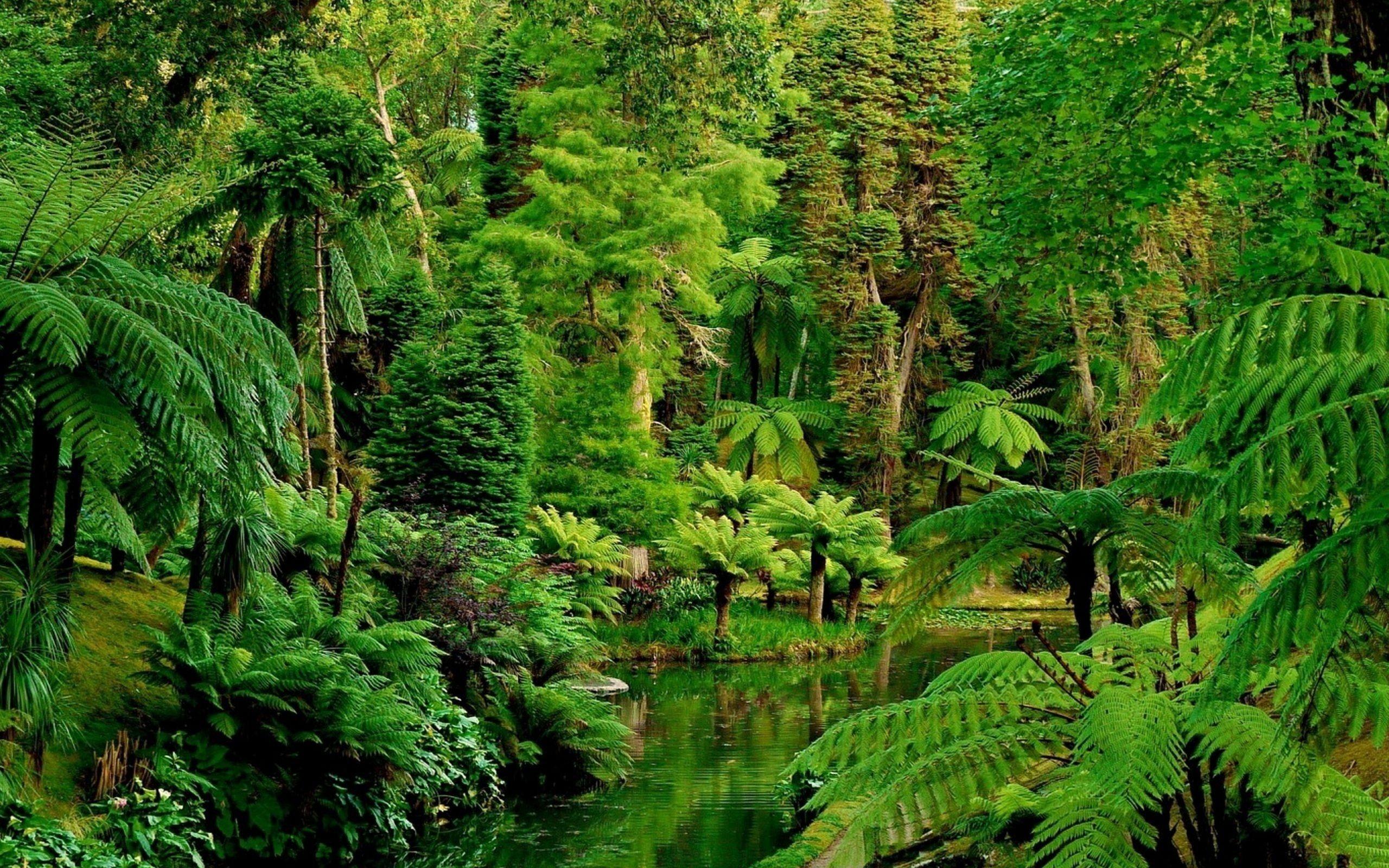2560x1600 Jungle Wallpaper (best Jungle Wallpaper and image) on WallpaperChat