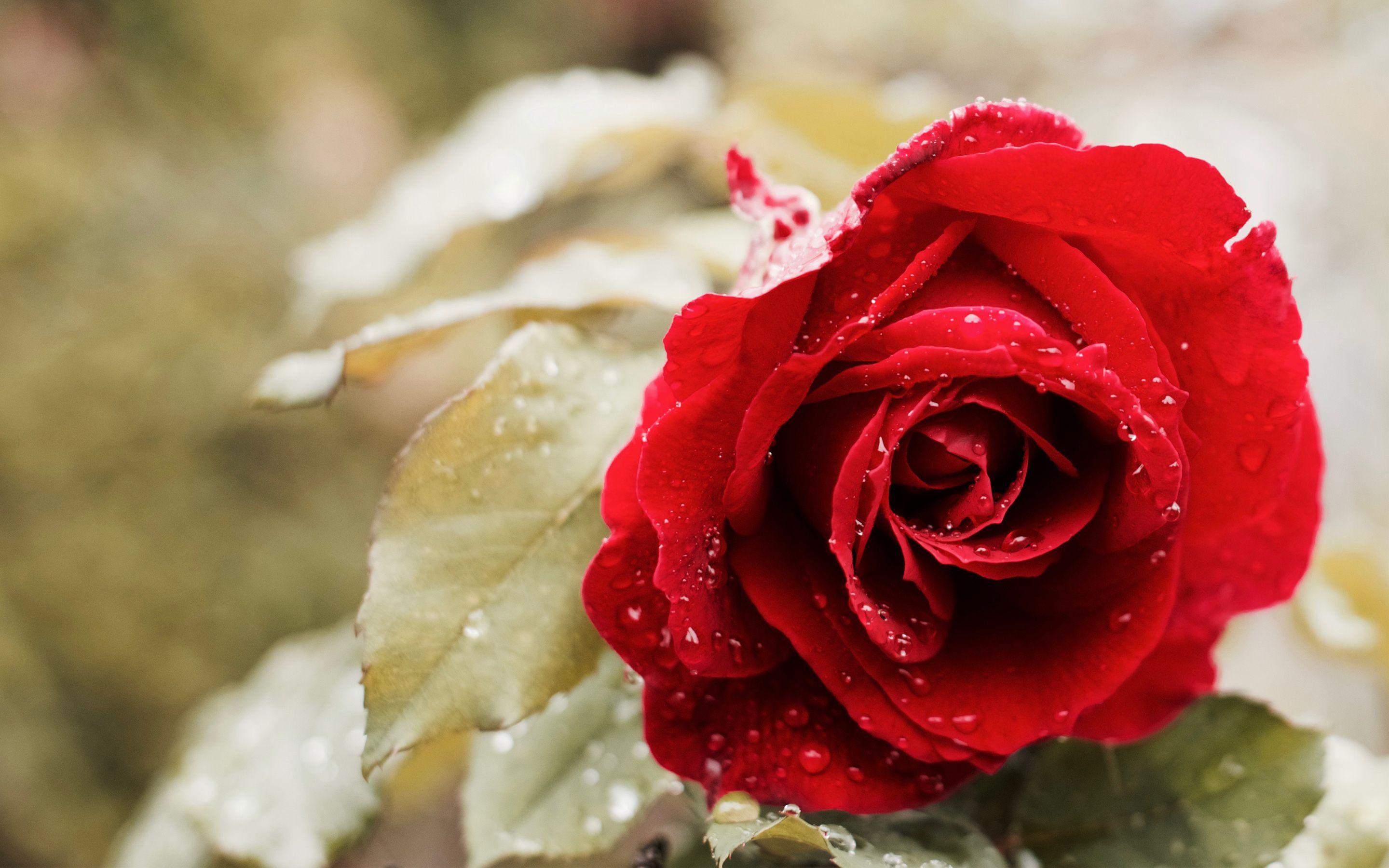 Rose Red Flower 4K Wallpaper - Best Wallpapers