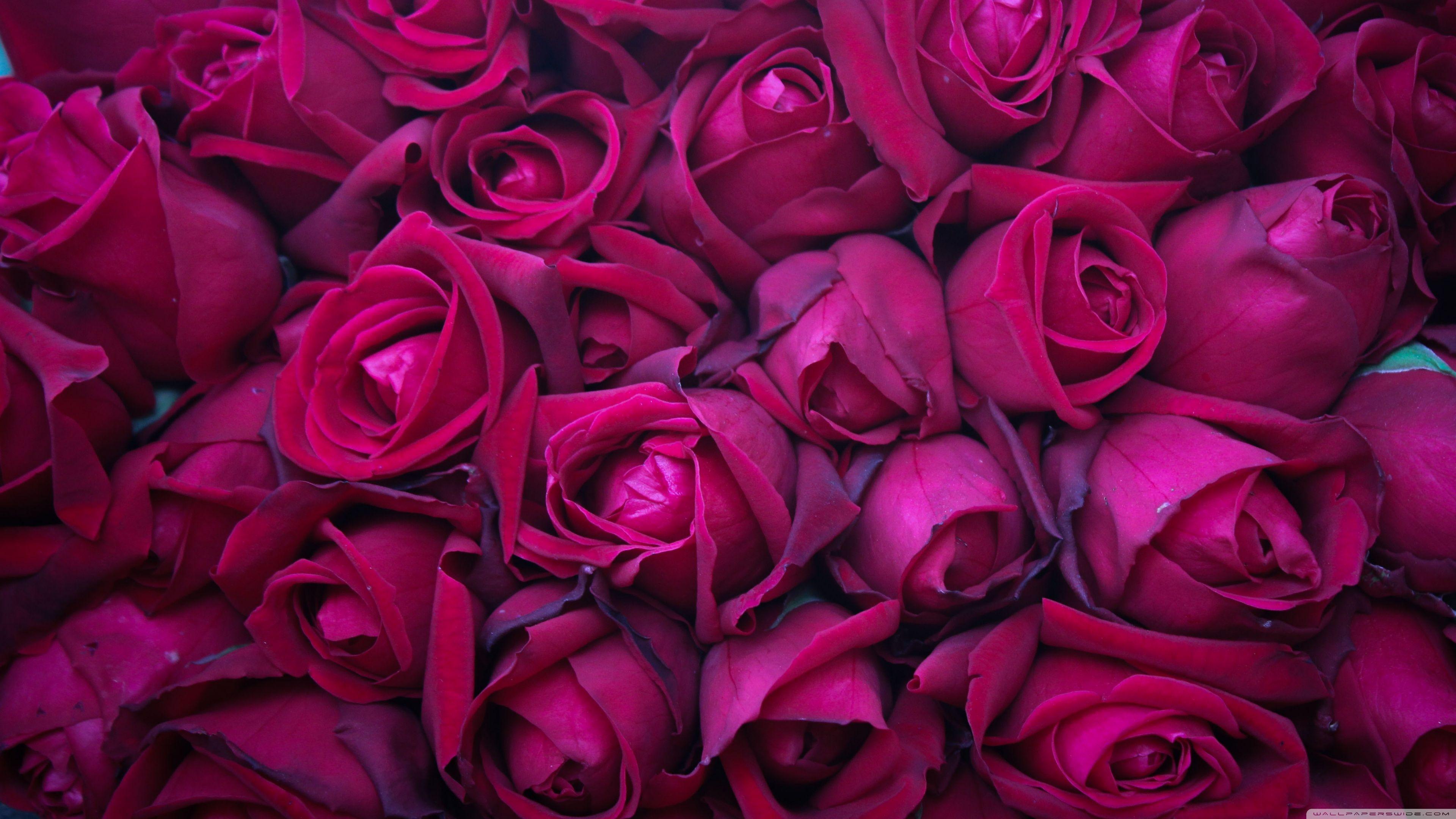 4K Rose Wallpapers - Top Free 4K Rose Backgrounds - WallpaperAccess