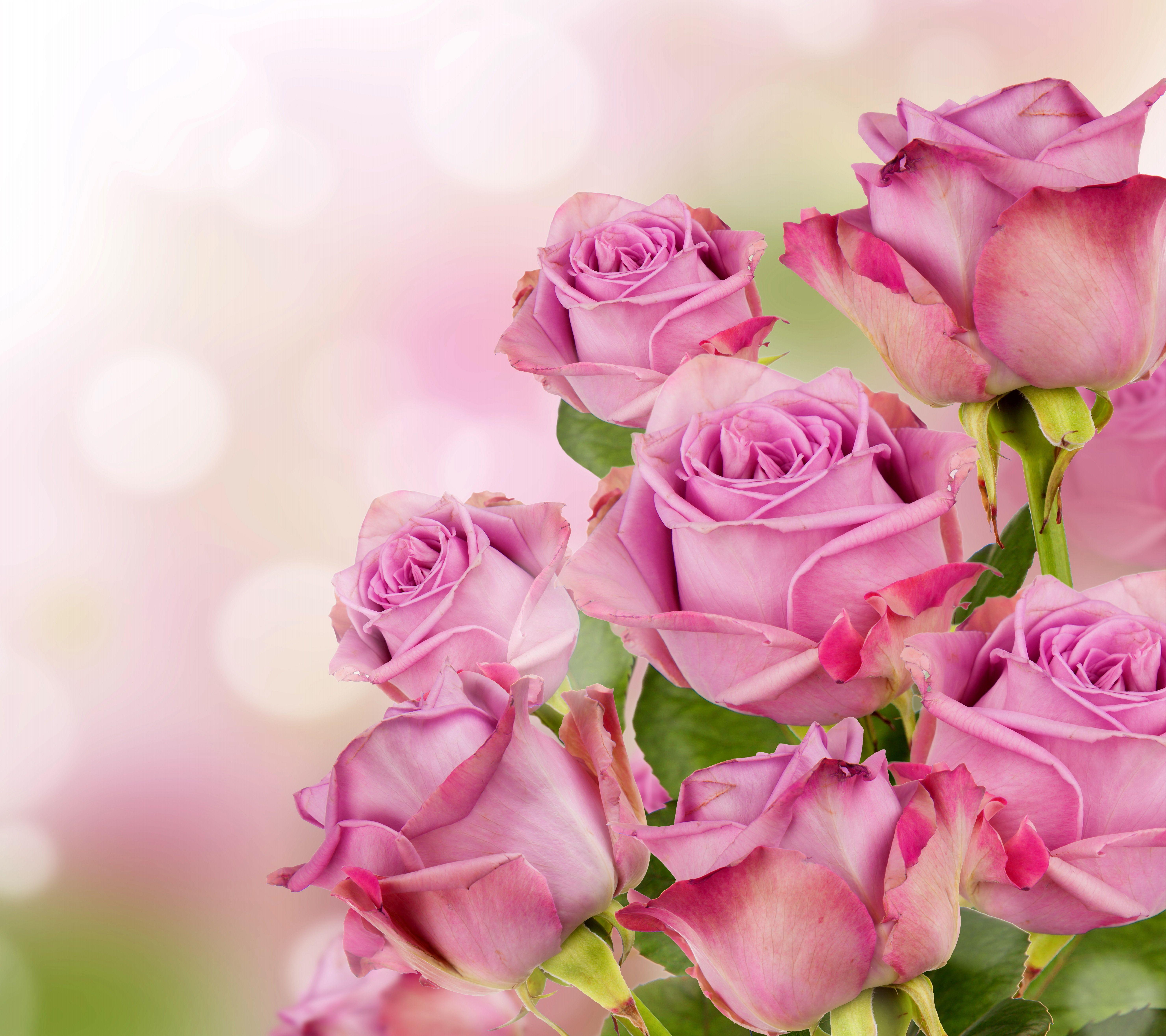 4K Rose Wallpapers - Top Free 4K Rose Backgrounds - WallpaperAccess