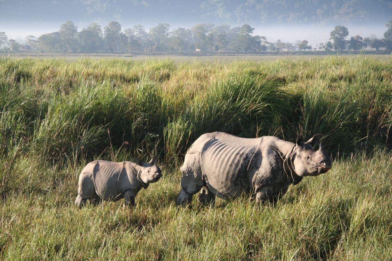 Kaziranga National Park Wallpapers Top Free Kaziranga National Park