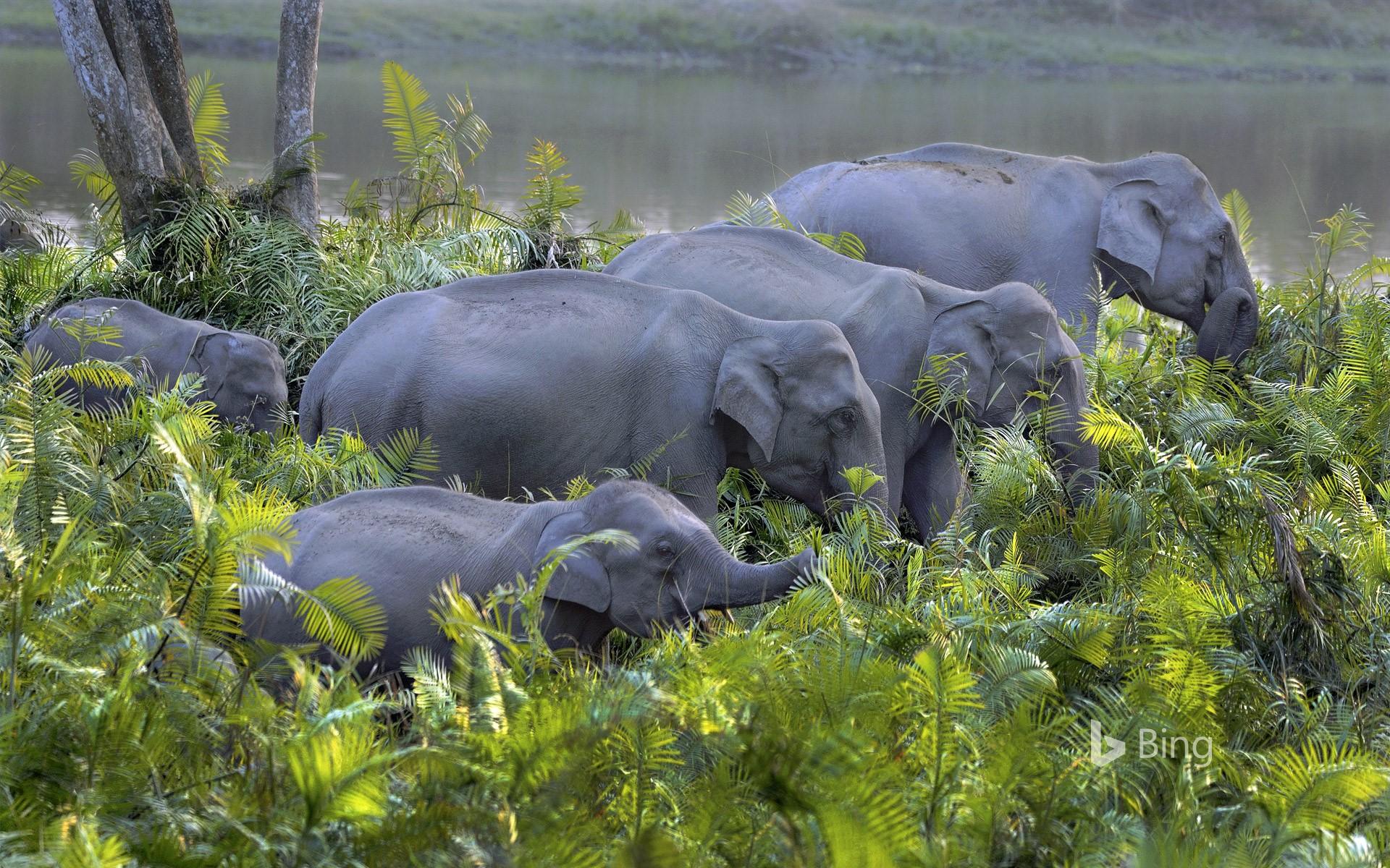 1920x1200 Asian elephant herd in Kaziranga National Park, Assam, India