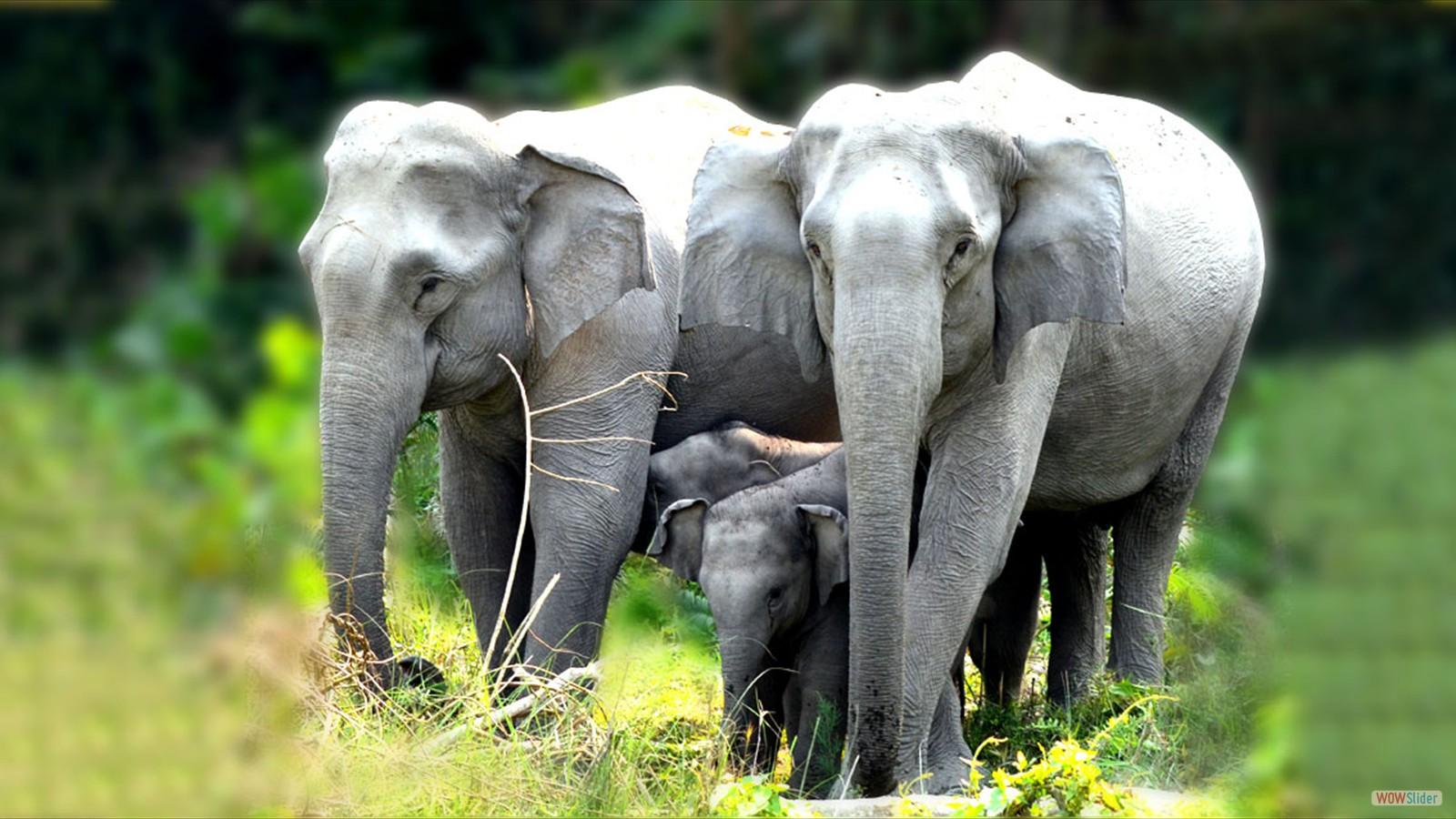 Kaziranga National Park Wallpapers - Top Free Kaziranga National Park Backgrounds - WallpaperAccess Kaziranga National Park Wallpapers - Top Free Kaziranga National Park Backgrounds - WallpaperAccess