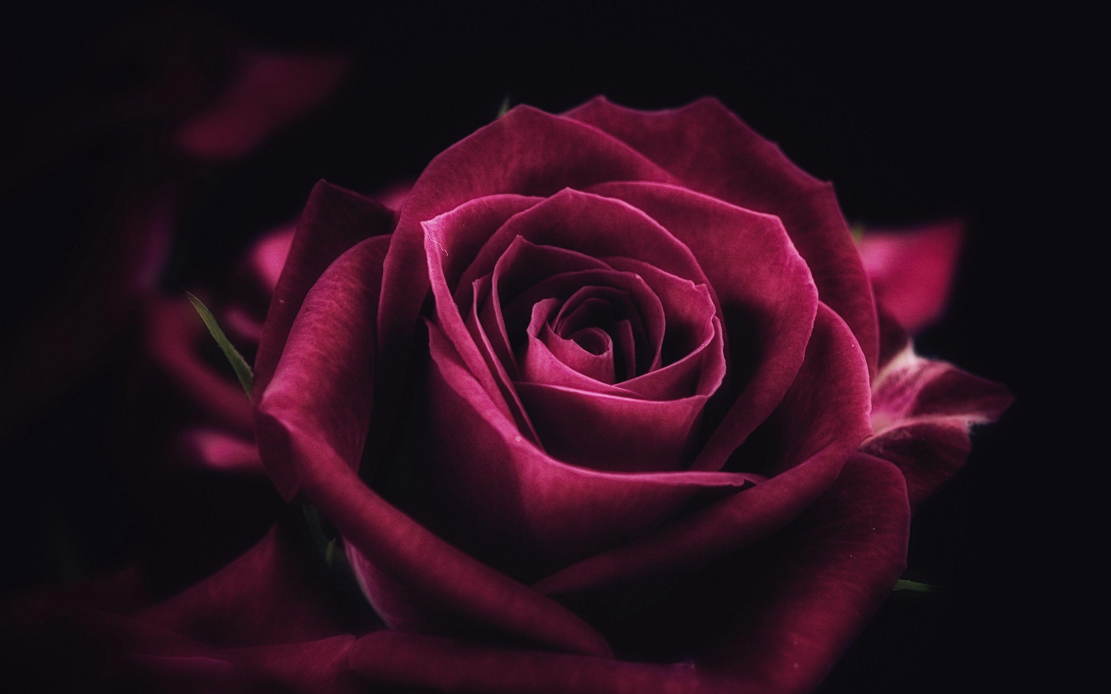 Ultra HD Rose Wallpapers - Top Free Ultra HD Rose Backgrounds - WallpaperAccess