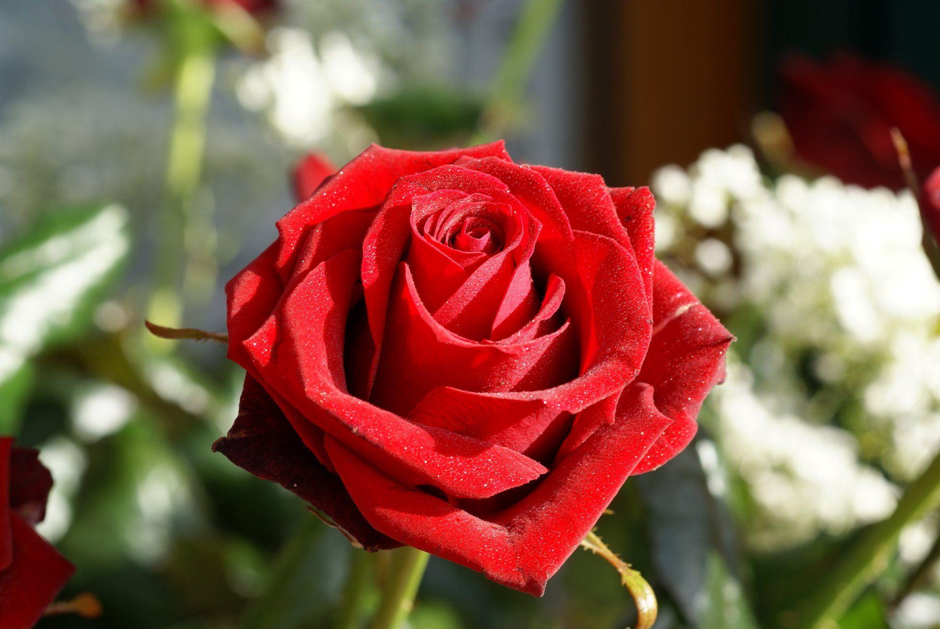 1920x1285 Free Rose Flower, Download Free