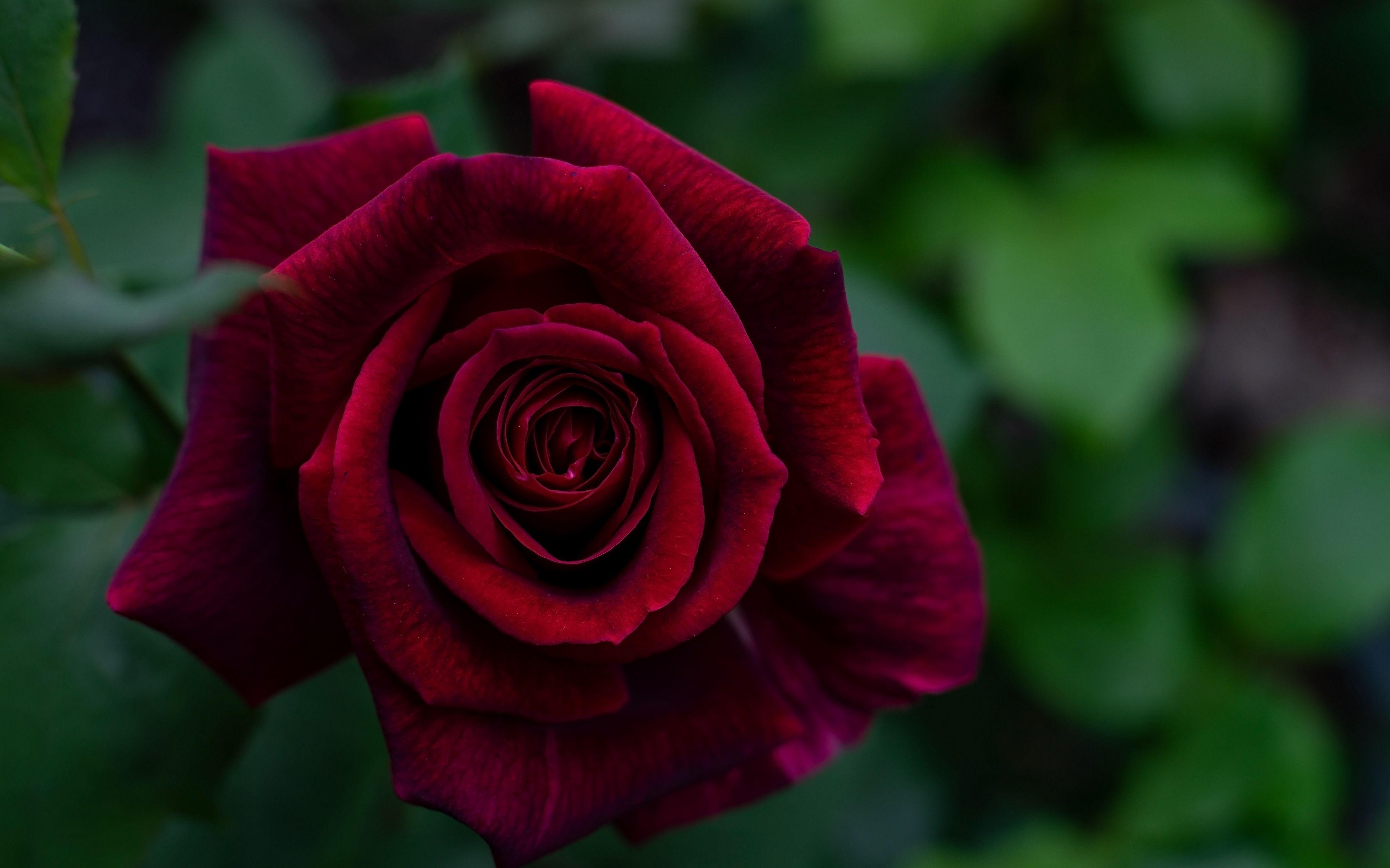 4K Rose Wallpapers - Top Free 4K Rose Backgrounds - WallpaperAccess