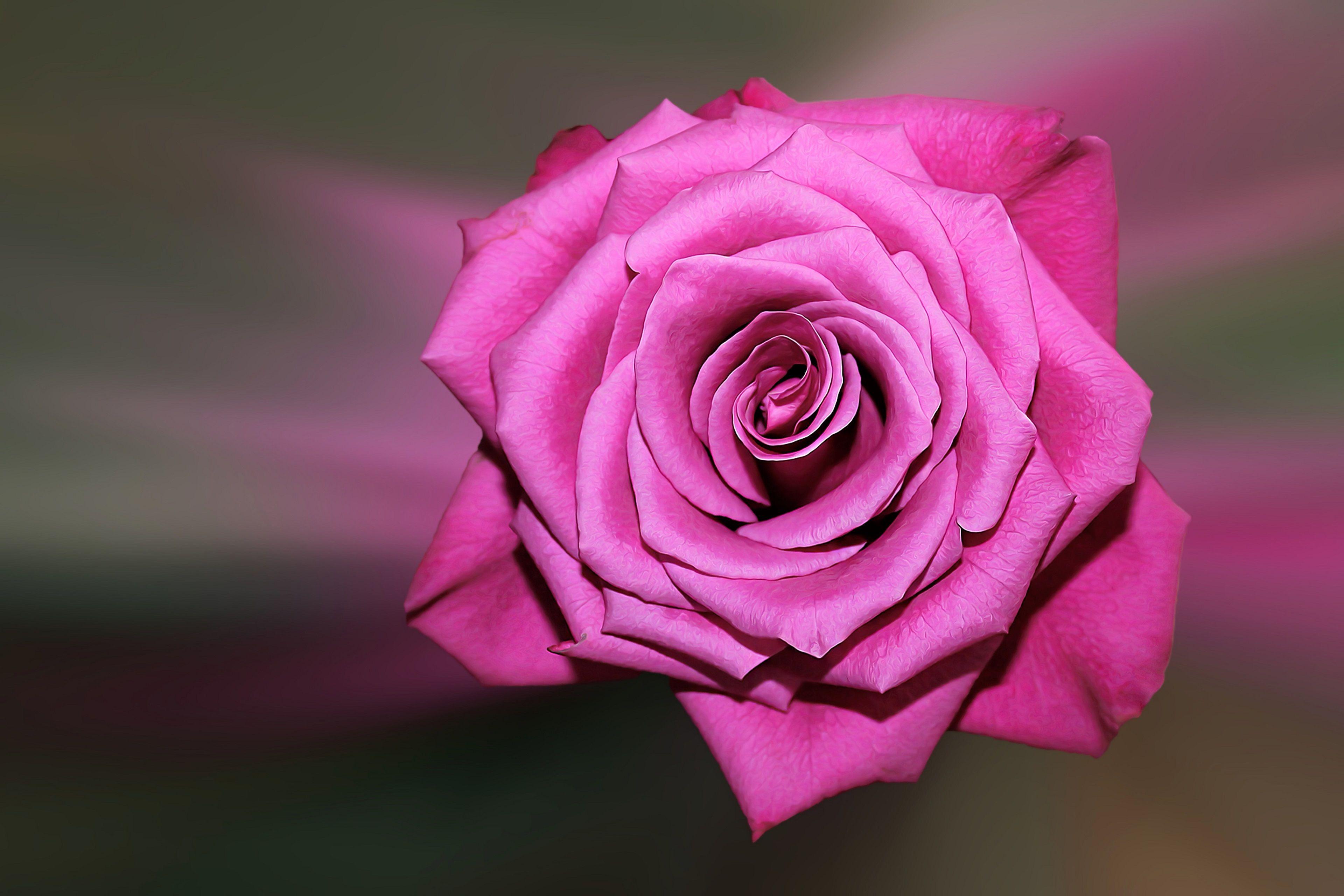 4K Rose Wallpapers - Top Free 4K Rose Backgrounds ...