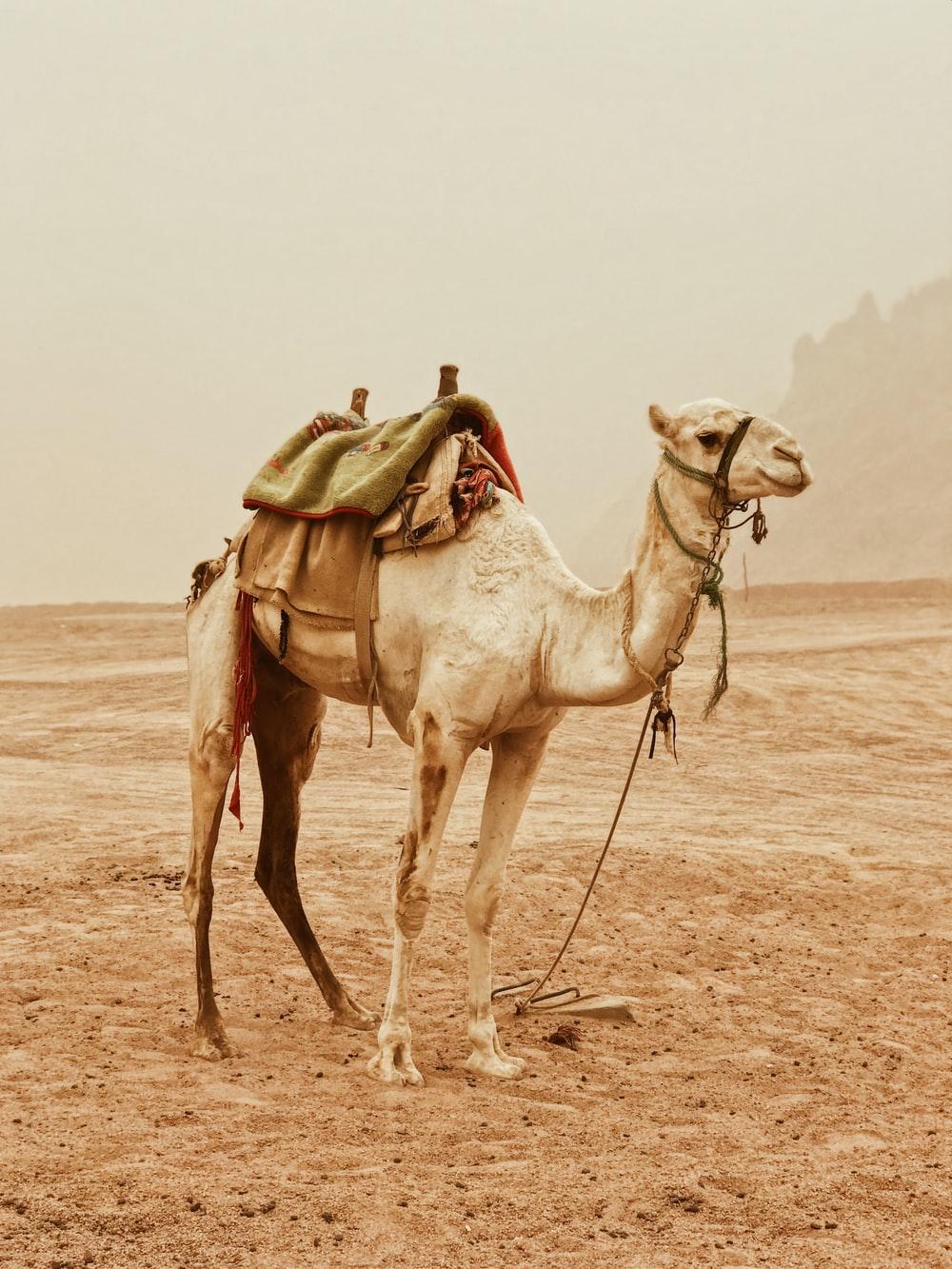 1000x1333 Camel Image [HD]. Download Free Picture