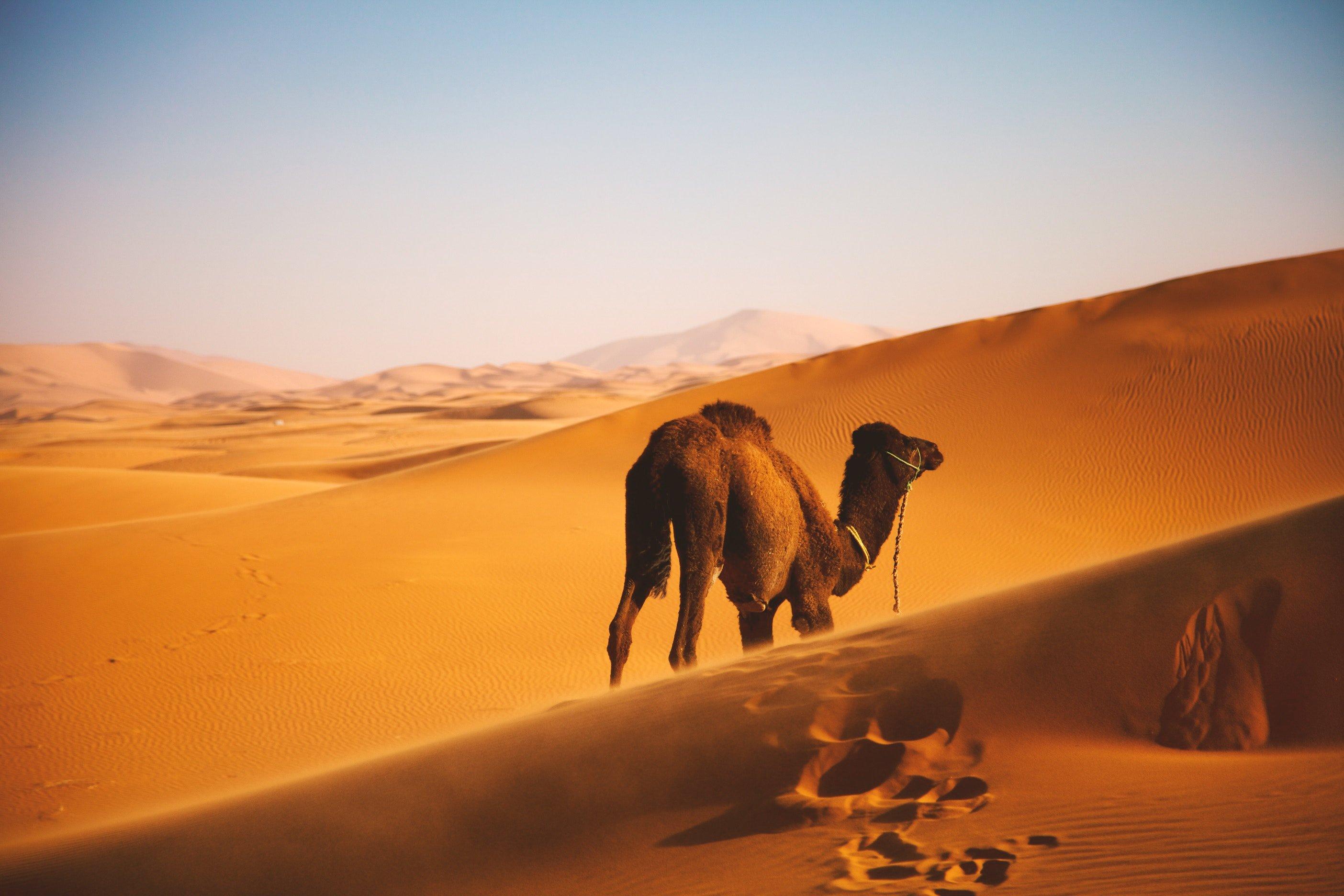 2808x1872 Camel 4K wallpaper for your desktop or mobile screen free and easy to download