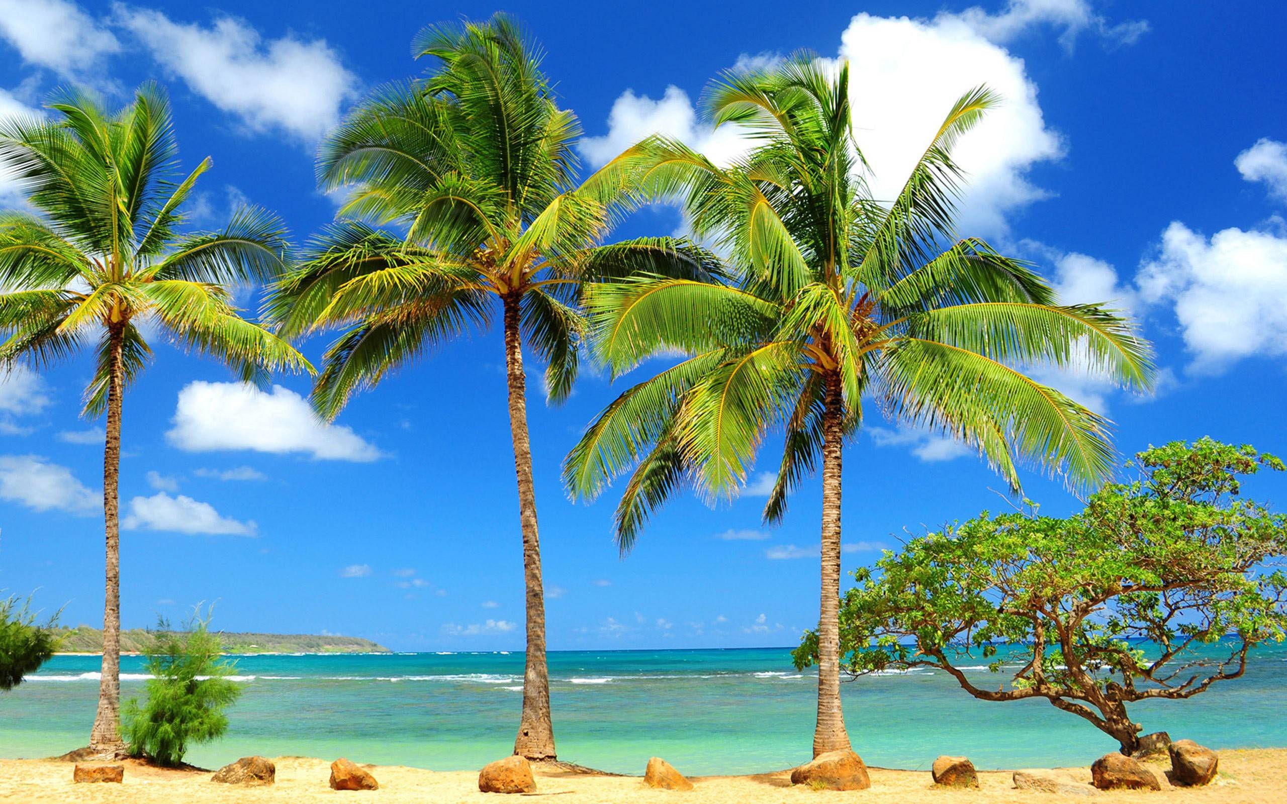 2560x1600 Beach Palm Tree HD Wallpaper Free Download Beach Palm Trees