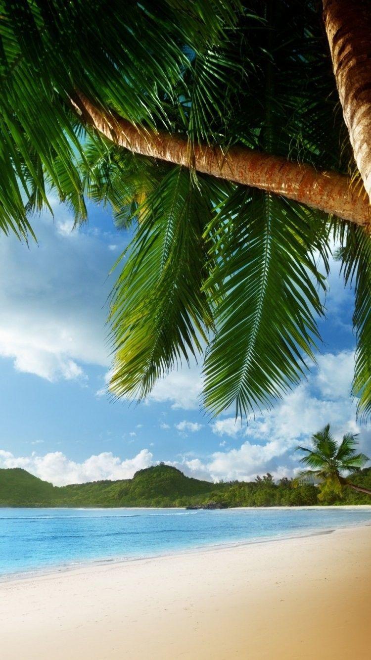 750x1334 Phone Palm Beach Wallpaper