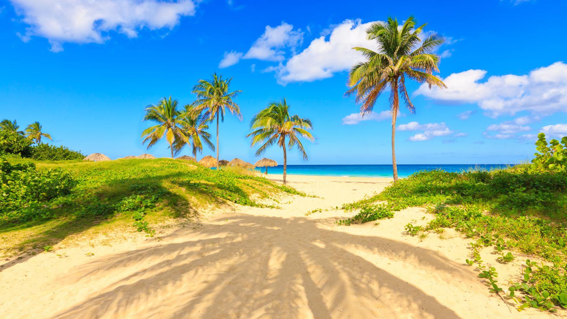 1920x1080 Beach Palm Tree Wallpaper Wallpaper Palm Trees HD Wallpaper